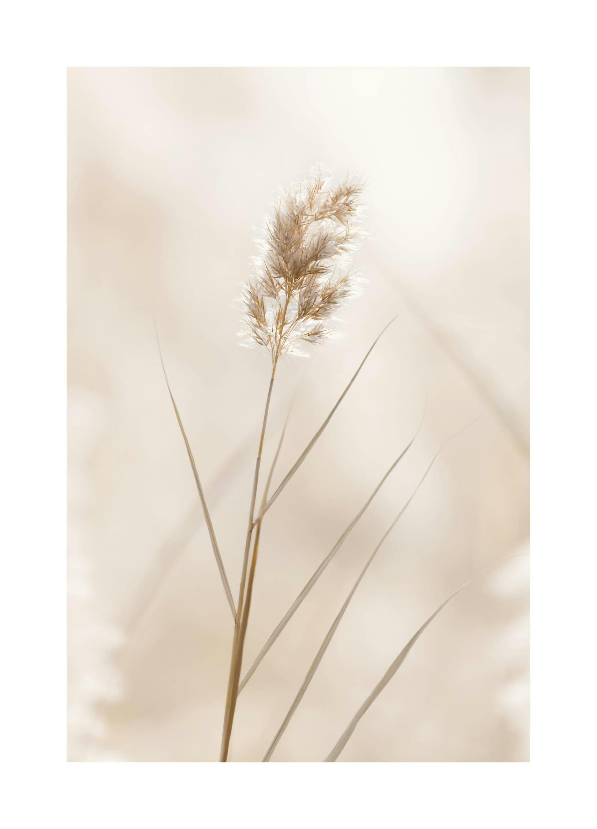 Eenzame Riet Poster (21x30 cm) - Poster Store