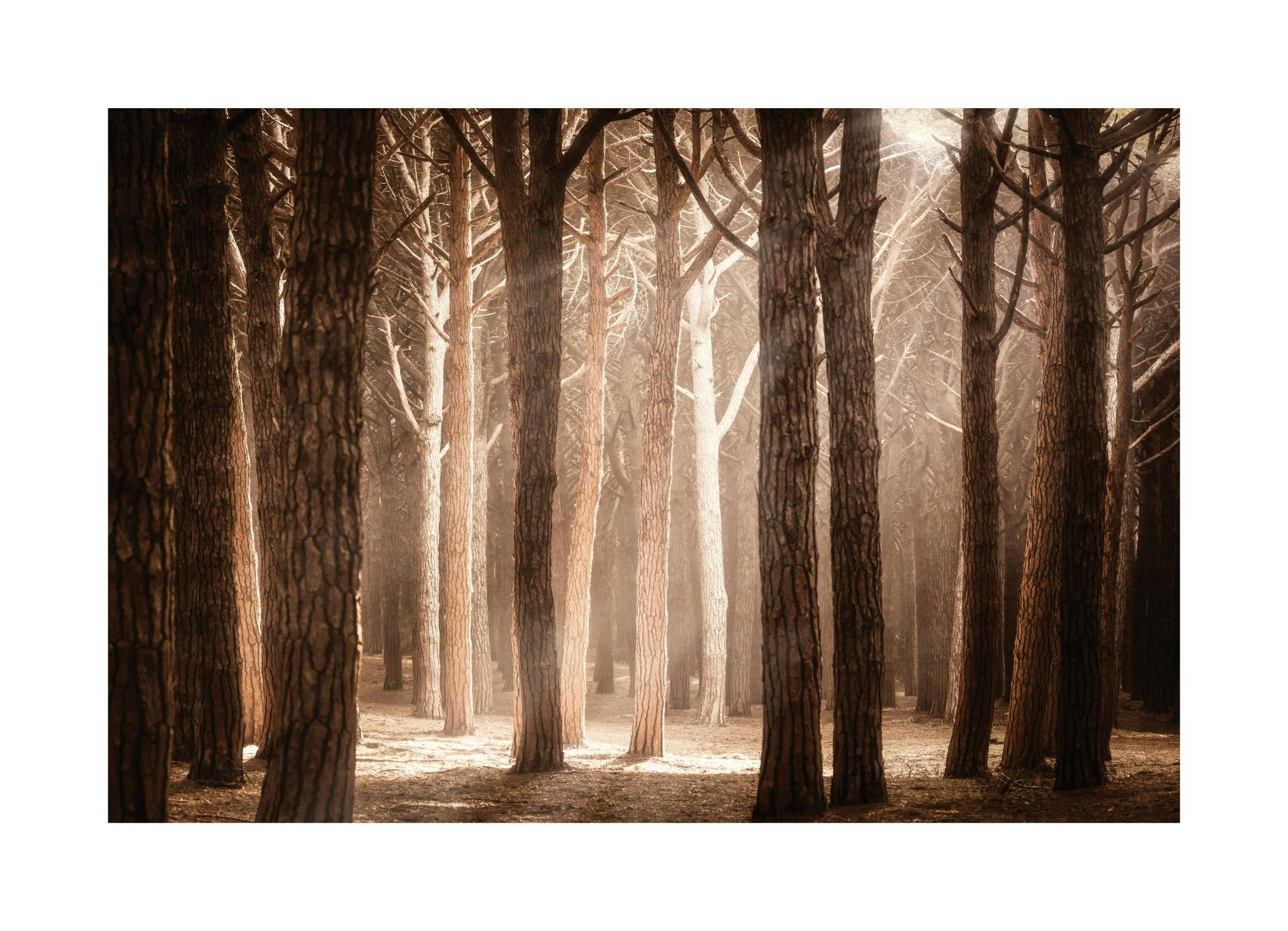 Magisch Bos Zonlicht Poster (30x40 cm) - Poster Store