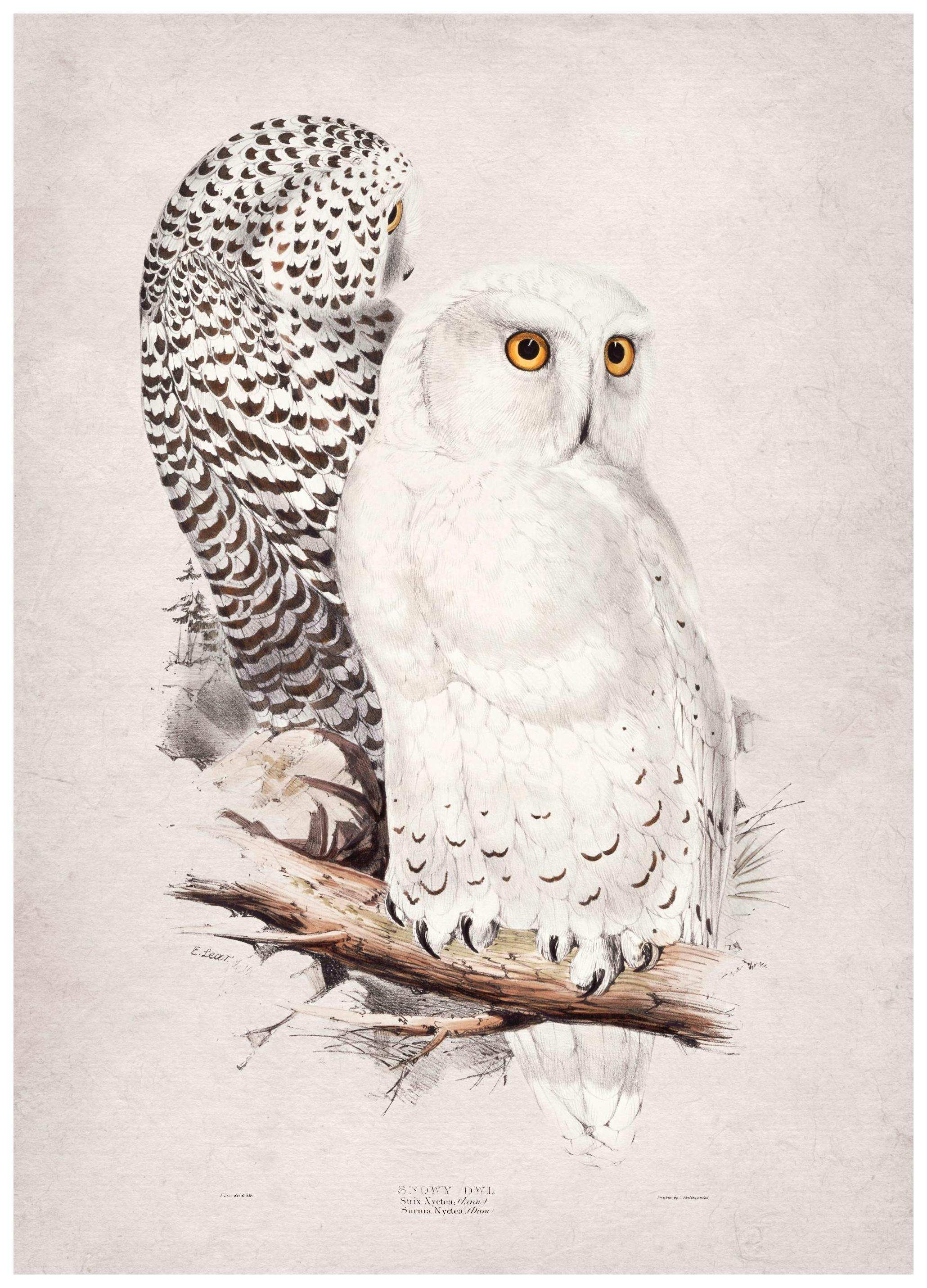 Schnee-Eule-Plakat (30x40 cm) - Poster Store