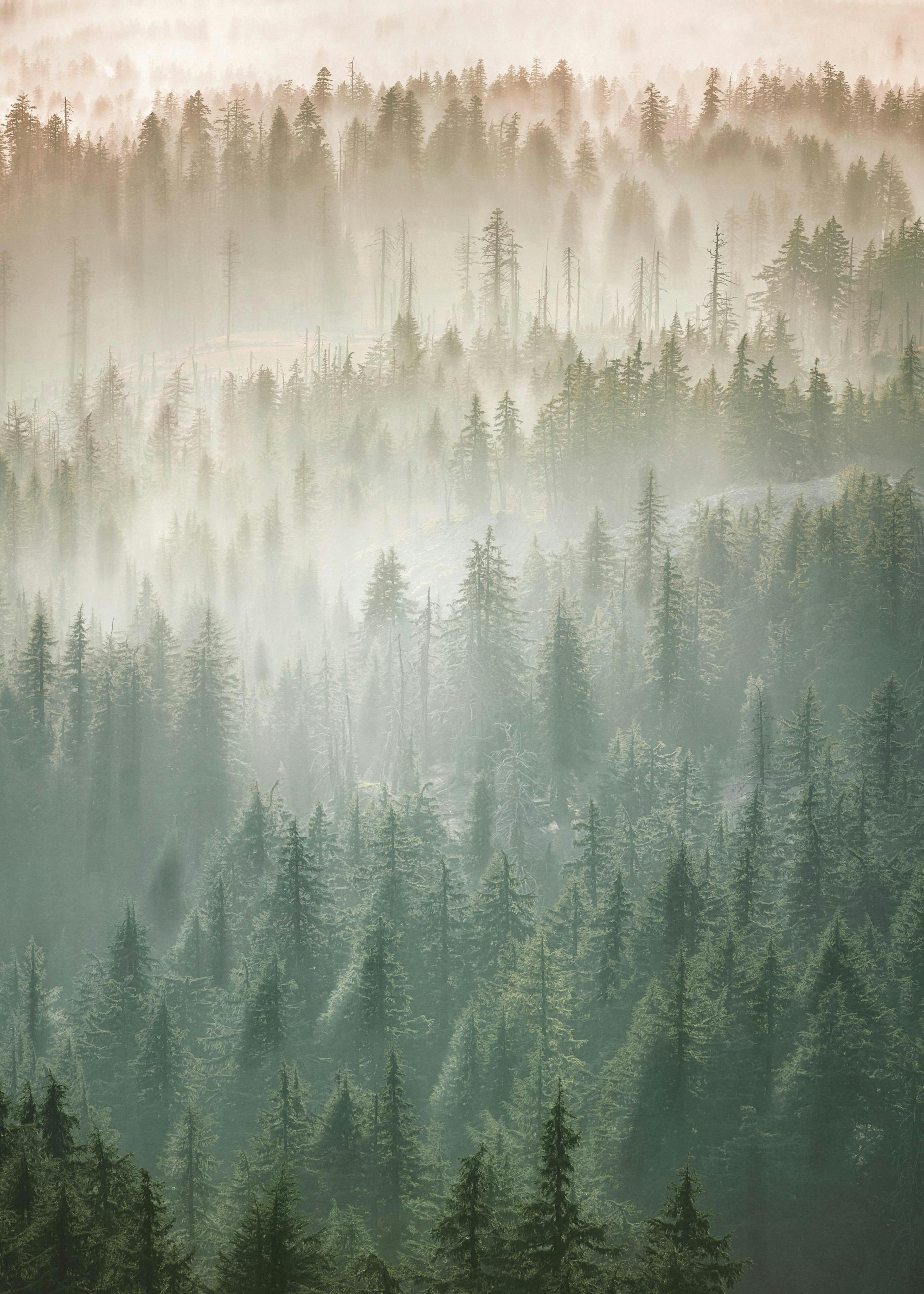 Mist over the Treetops 0