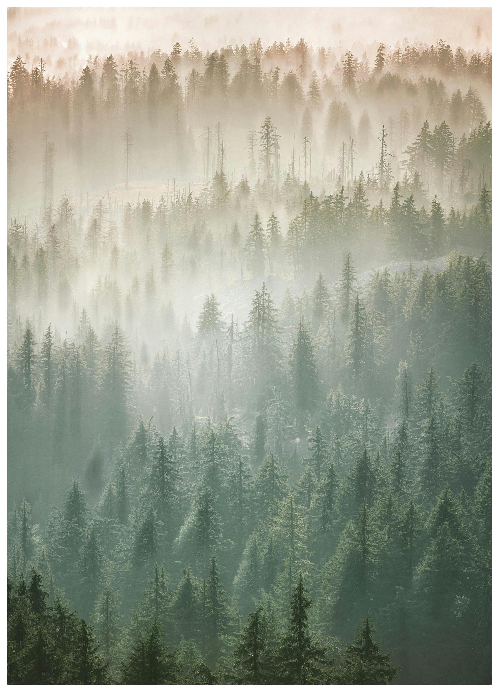 Brume sur la cime des arbres Poster (50x70 cm) - Poster Store