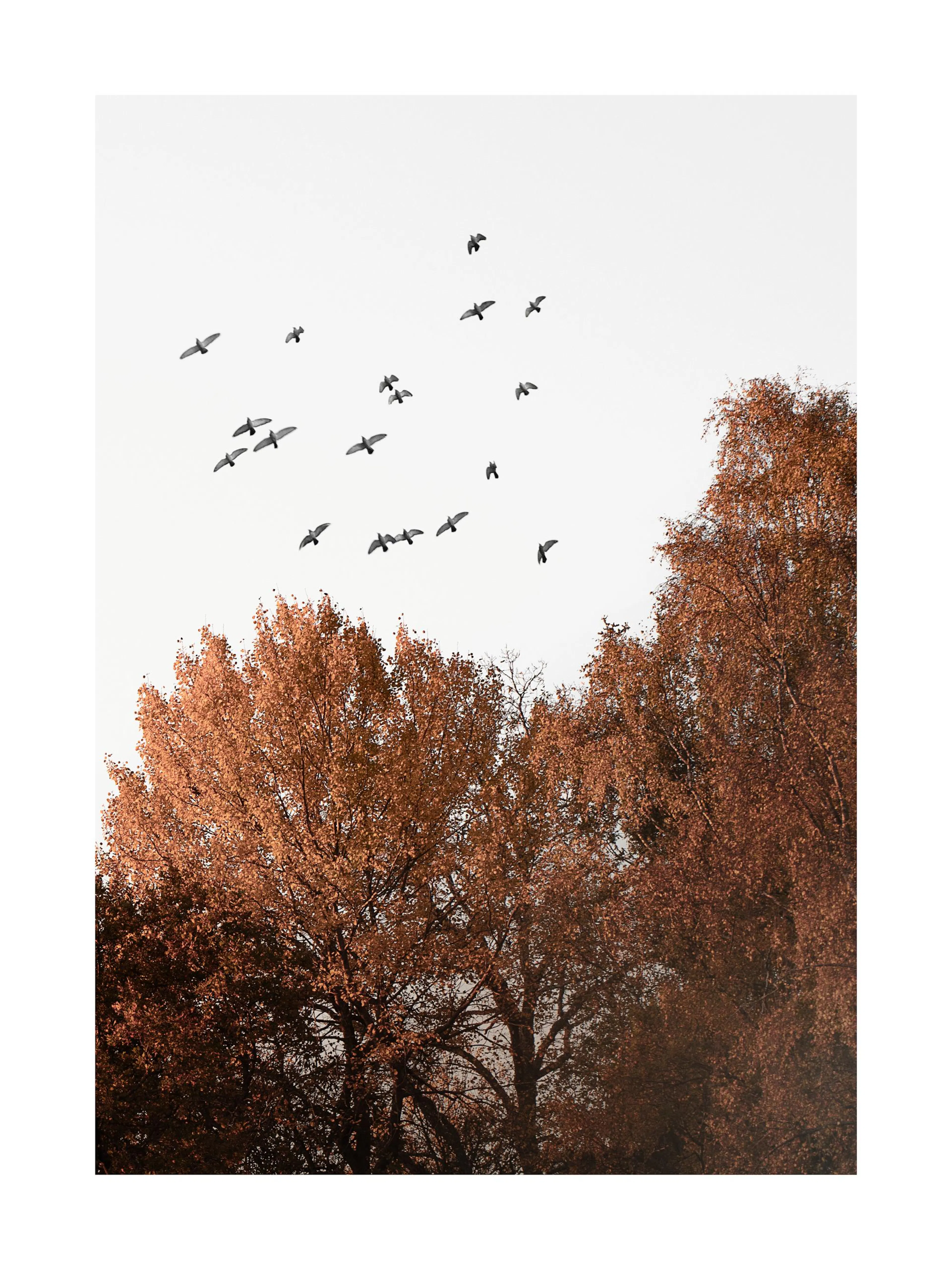 A poster featuring a flock of pigeons flying above autumn trees with reddish-brown leaves against a bright sky.