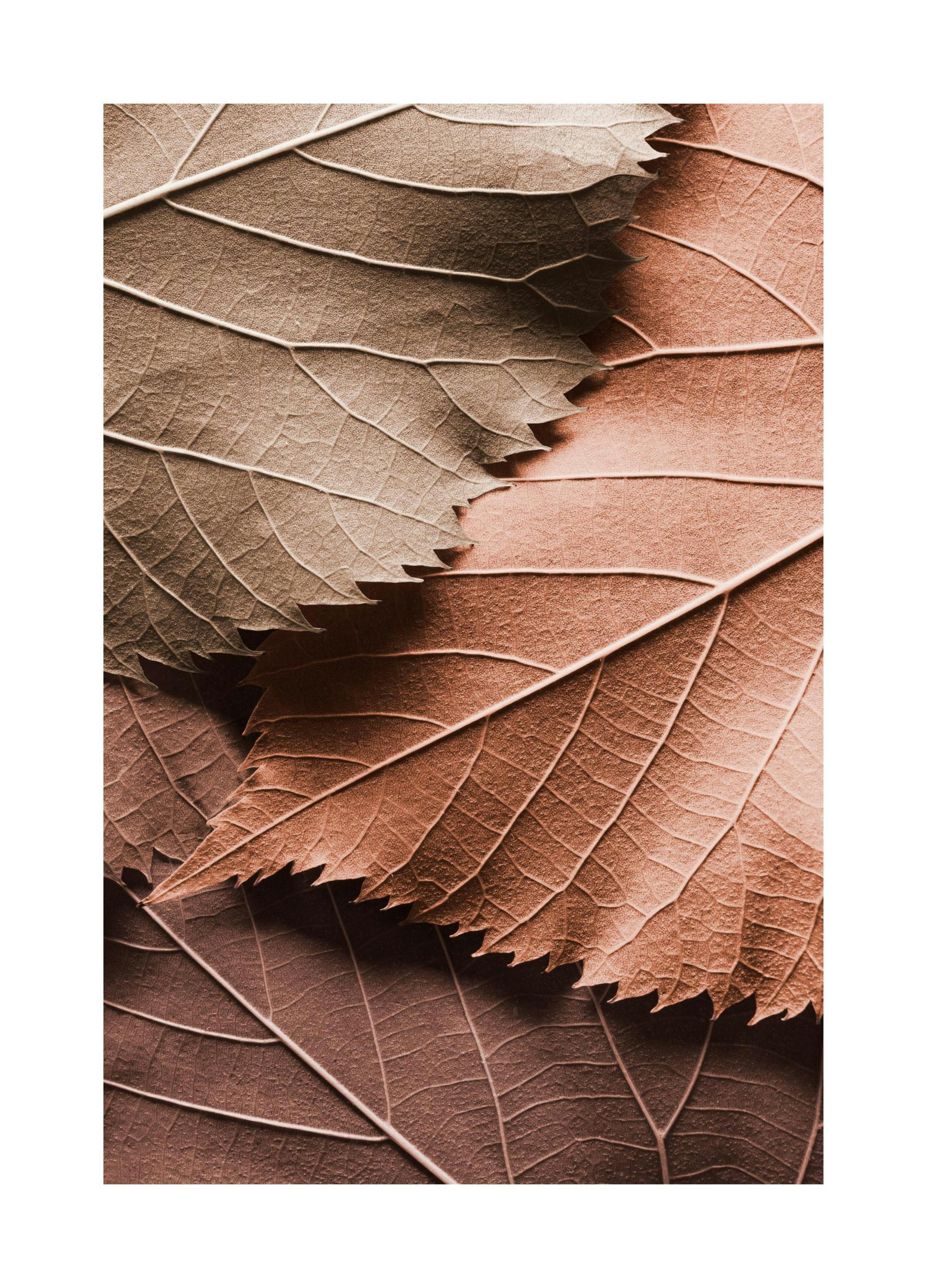 Feuilles Brunes Poster (40x50 cm) - Poster Store