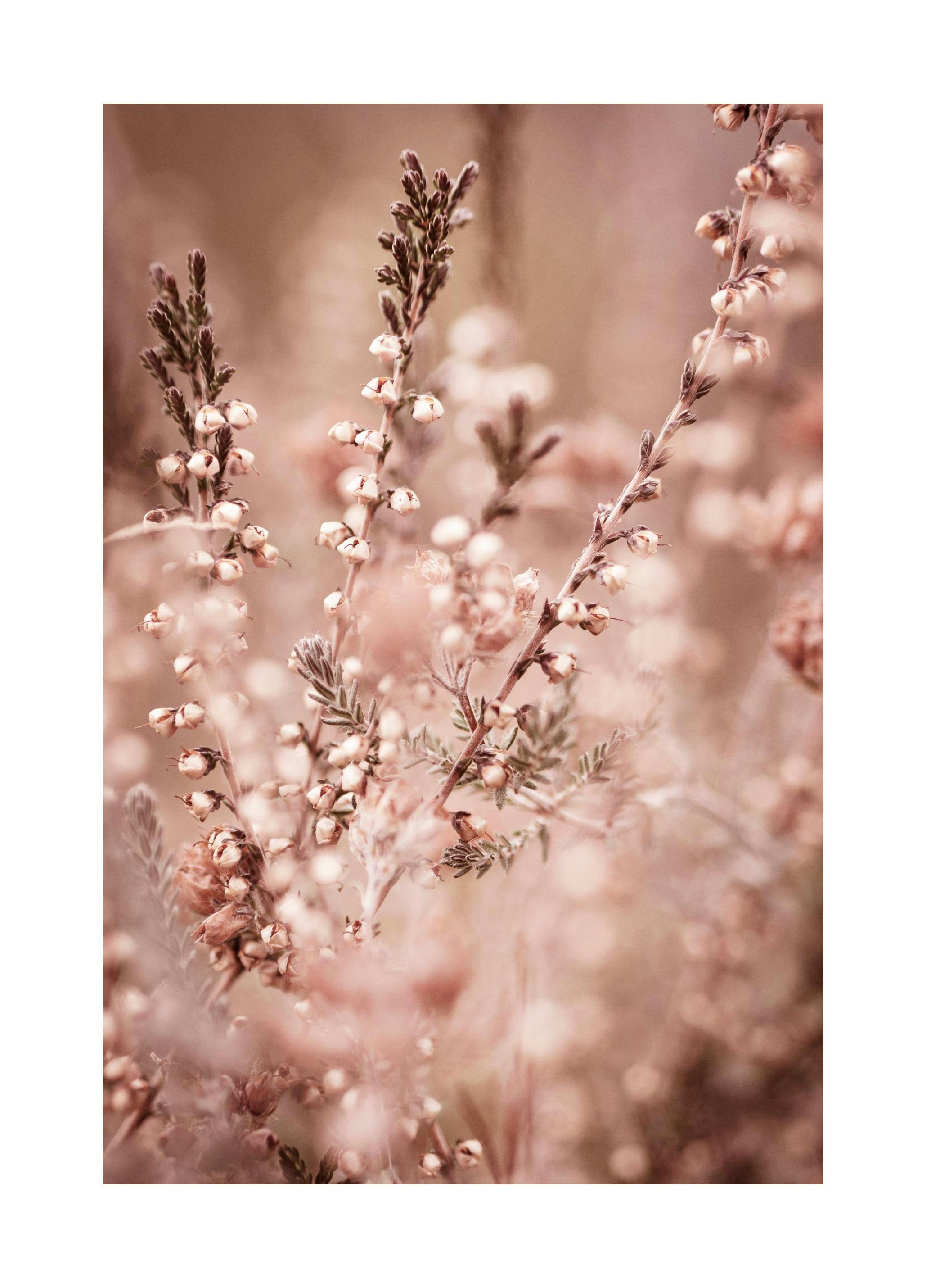 Ljungblommor poster (21x30 cm) - Poster Store