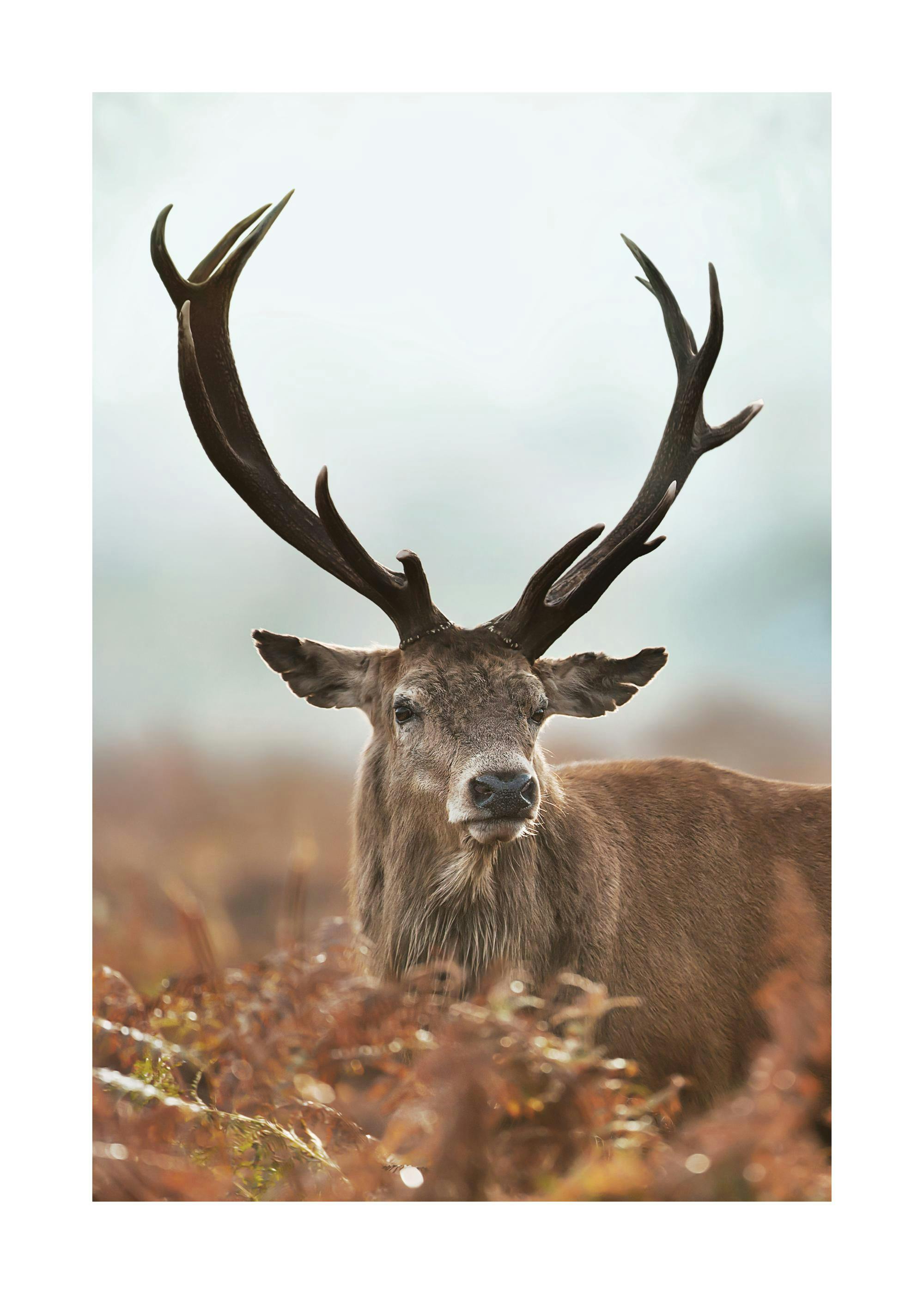 En plakat av et stort stags hode og gevir over brunt løvverk mot en tåkete bakgrunn.