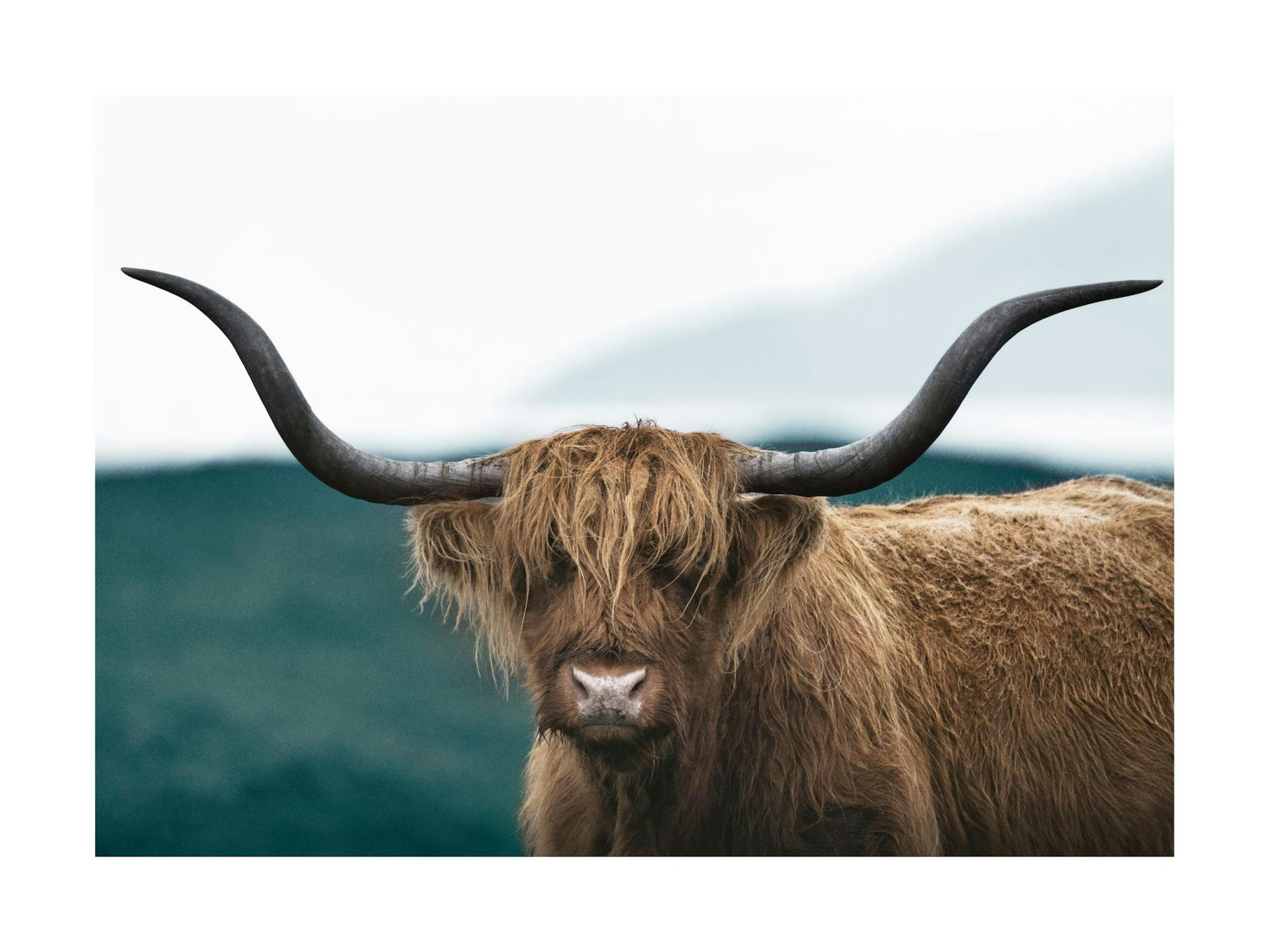 Poster einer hochlandrind Kuh mit zotteligem Fell und langen Hörnern vor bergiger Landschaft.
