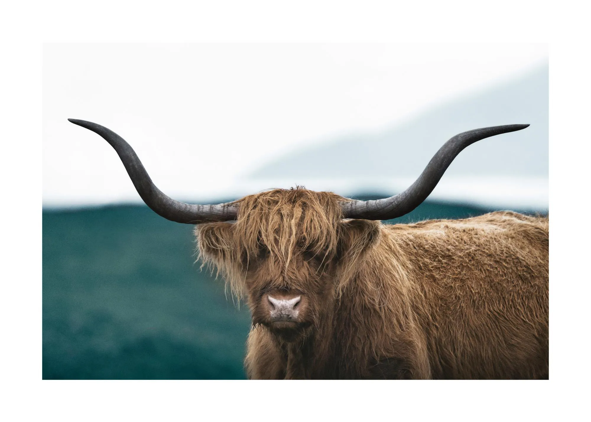 A poster featuring a close-up of a Highland cow with long brown hair and large horns, against a blurred green and white backgrou