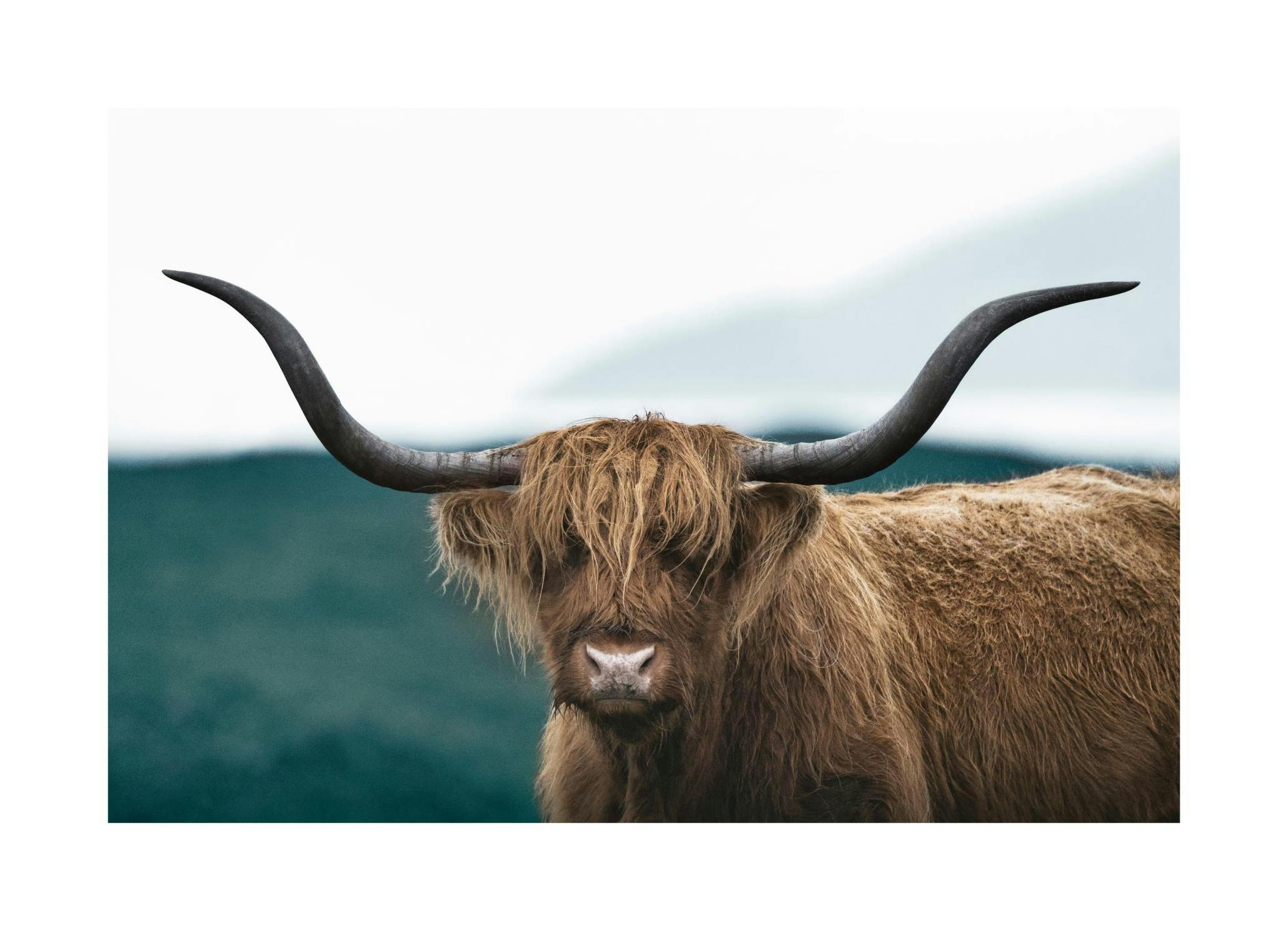 Wild Highland Cattle-plakat (50x70 cm) - Poster Store