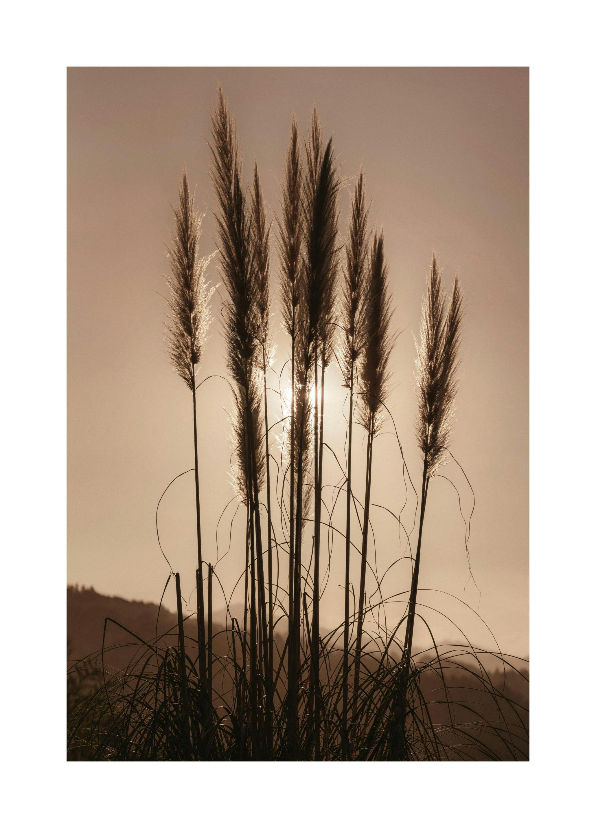 Grass at Sunset (21x30 cm) - Poster Store