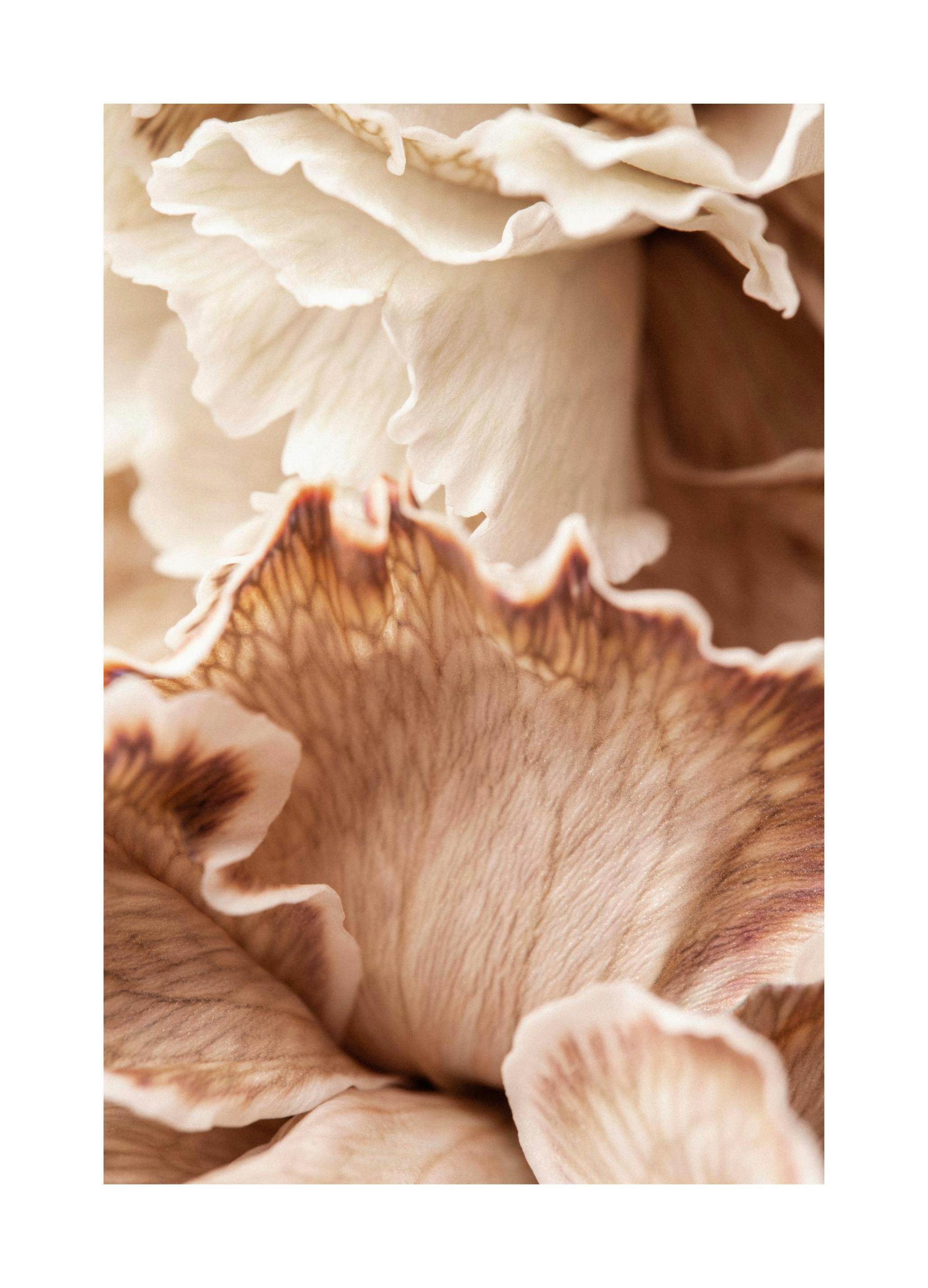 Flower Petals Poster (50x70 cm) - Poster Store