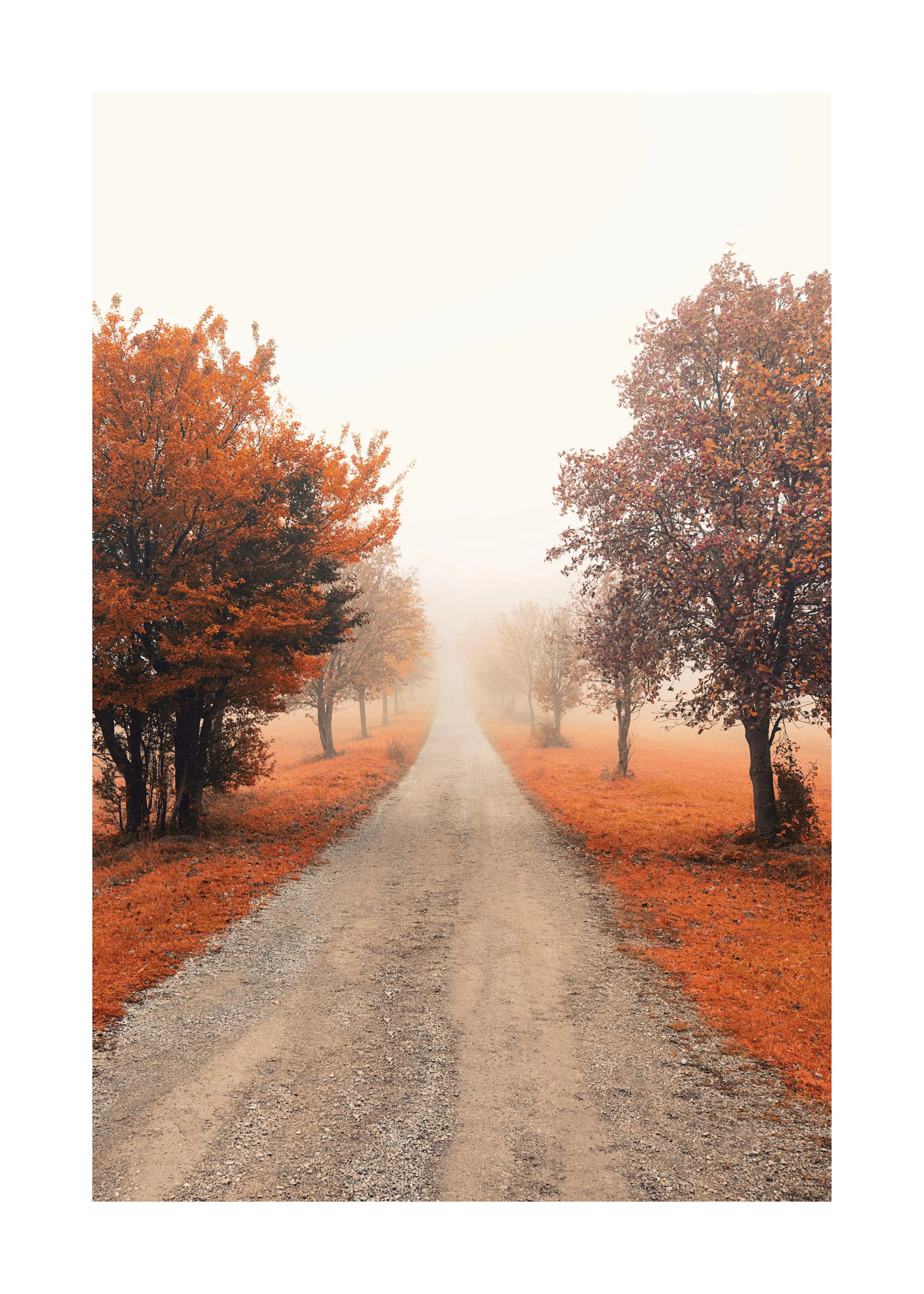 Őszi tájkép poster, ködbe vesző dűlőúttal és narancssárga lombú fákkal a vöröses fűben.