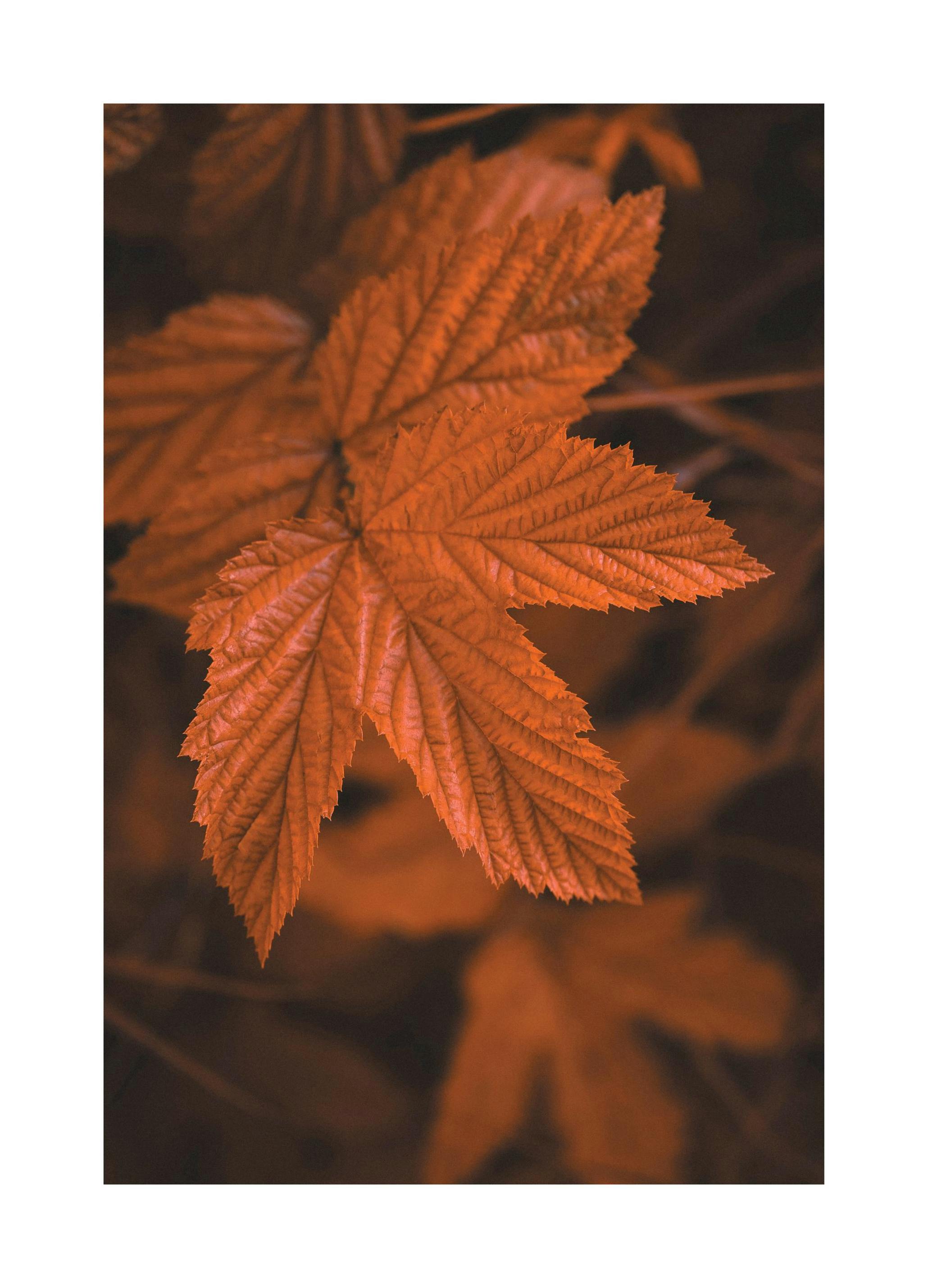 Cerrar hoja Póster (21x30 cm) - Poster Store