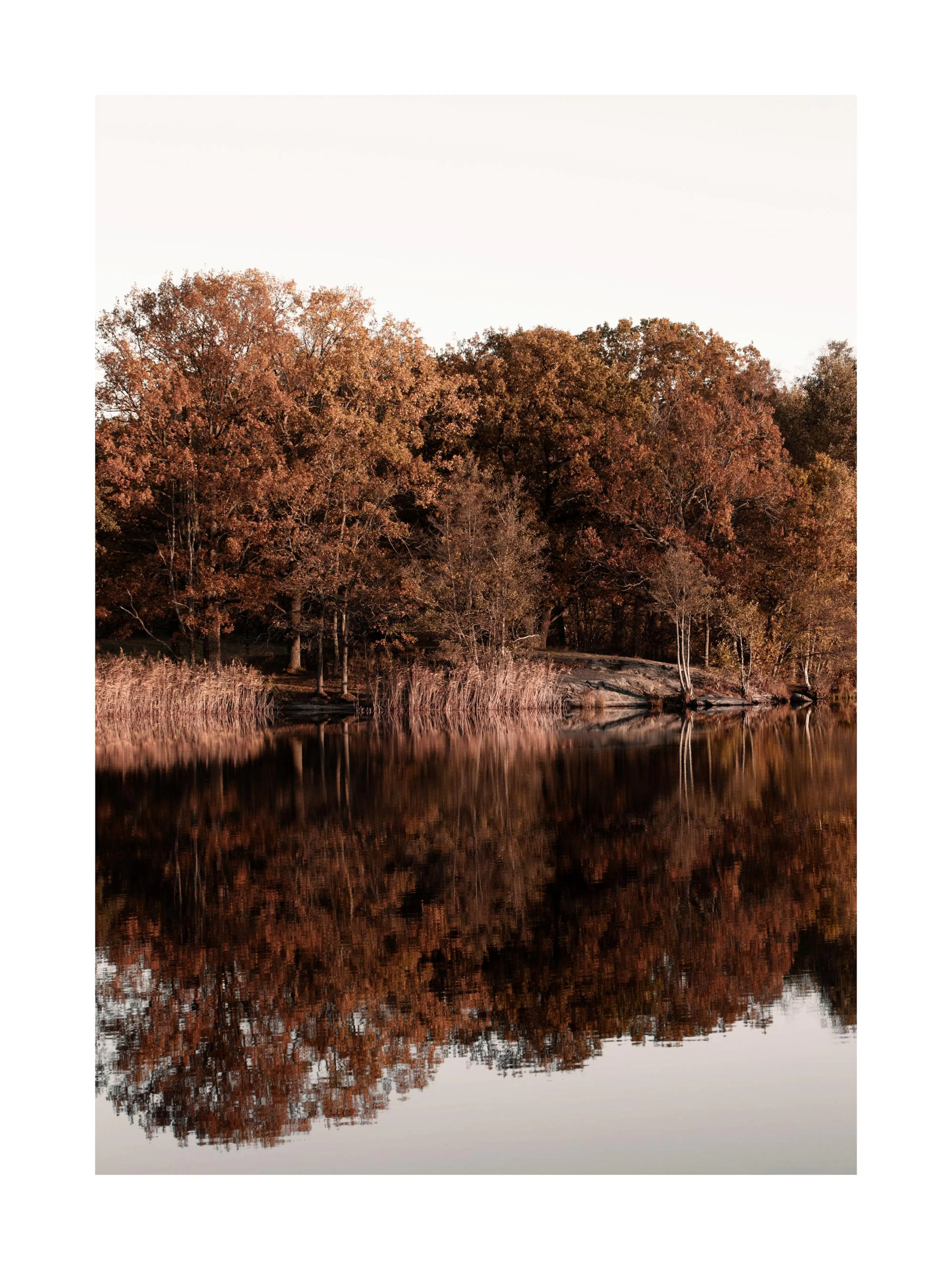 Poster: Herbstlandschaft mit Bäumen in warmen Brauntönen, die sich im ruhigen See spiegeln.