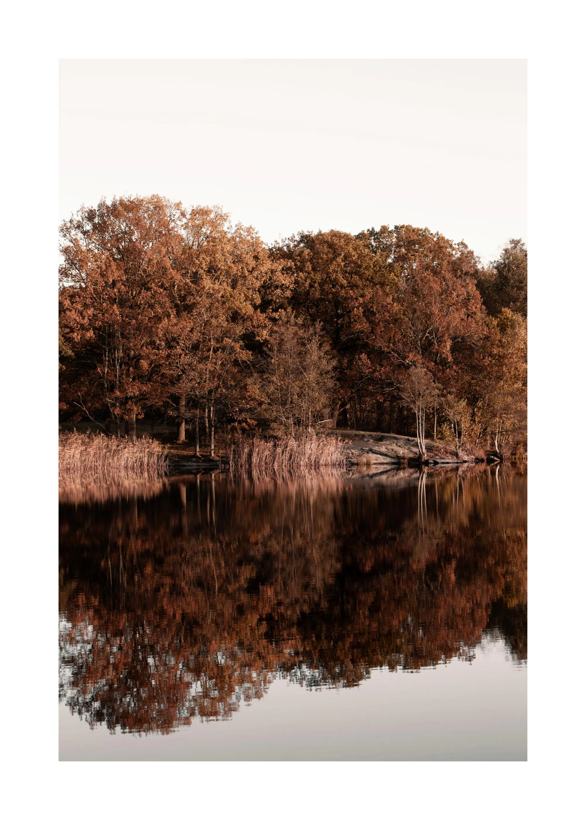 Póster de un paisaje otoñal con árboles de hojas rojizas reflejándose en la superficie tranquila de un lago.