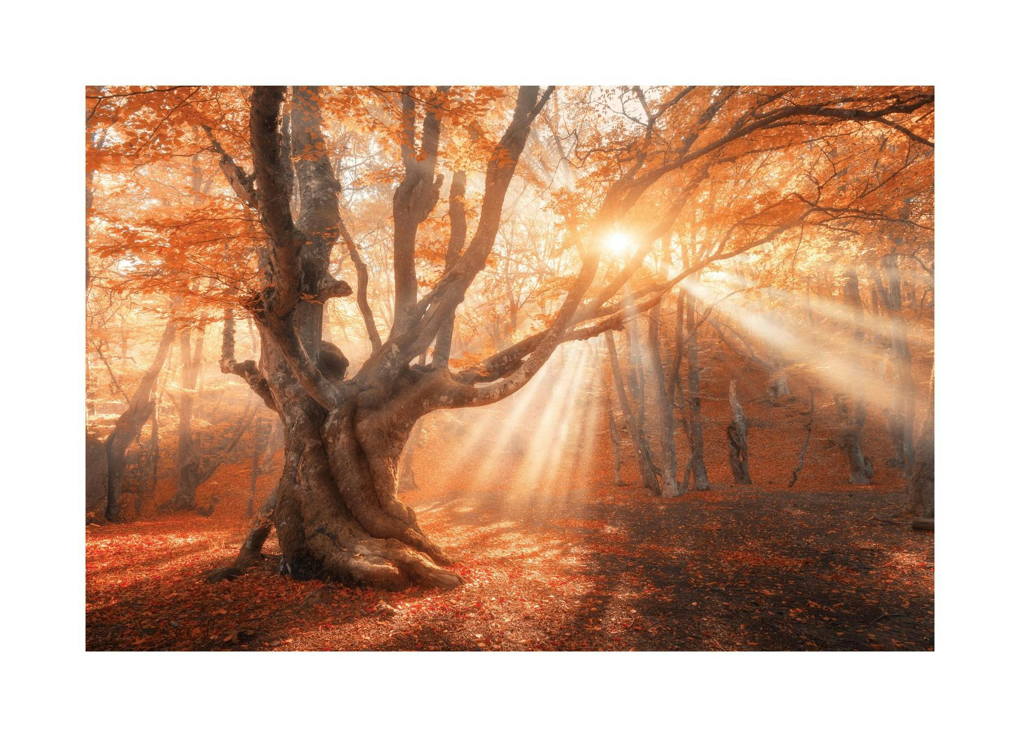 Zonneschijn door de boom poster (21x30 cm) - Poster Store