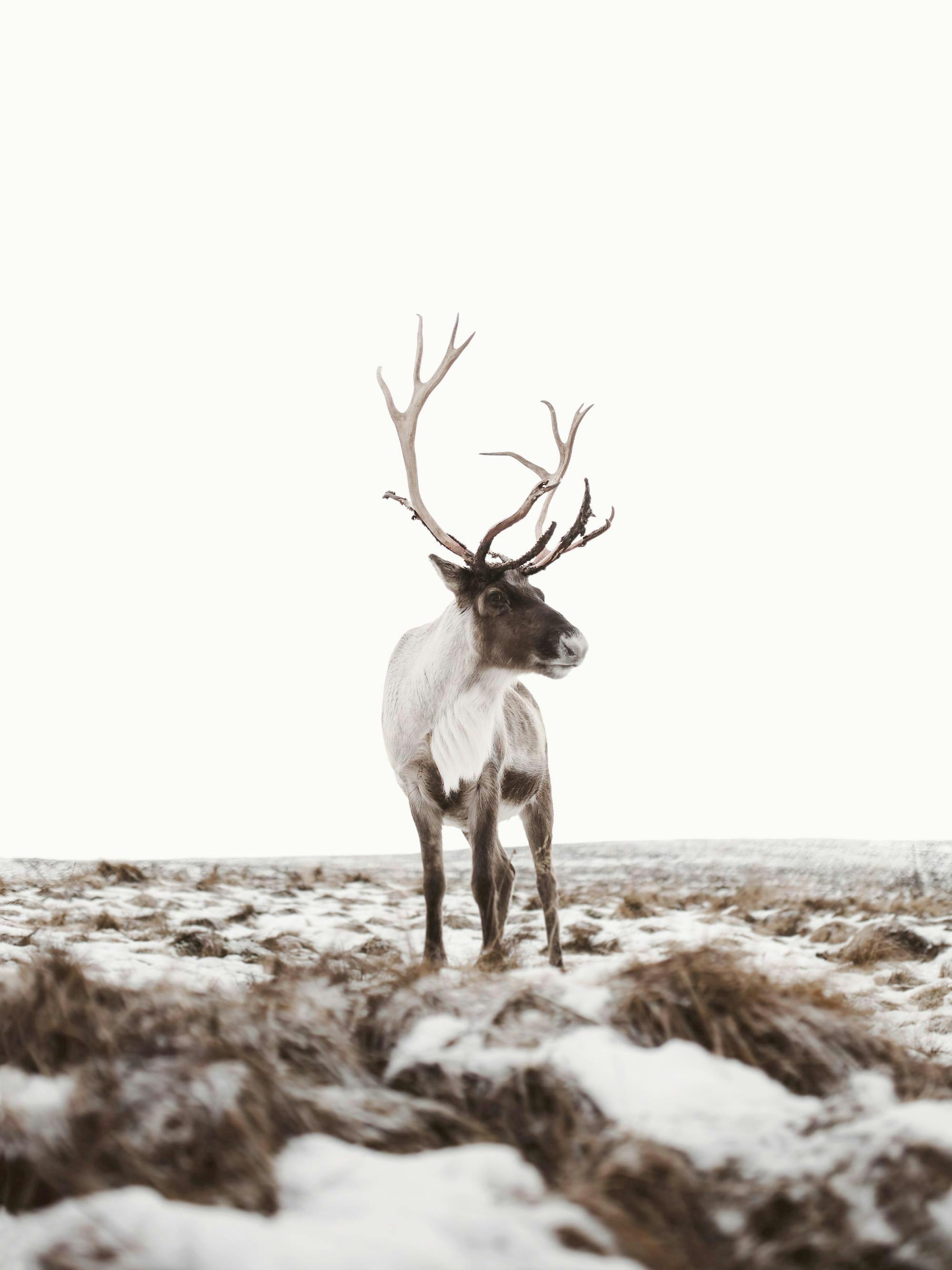 Poster dun caribou aux bois majestueux, debout dans un paysage enneigé avec de lherbe sèche.