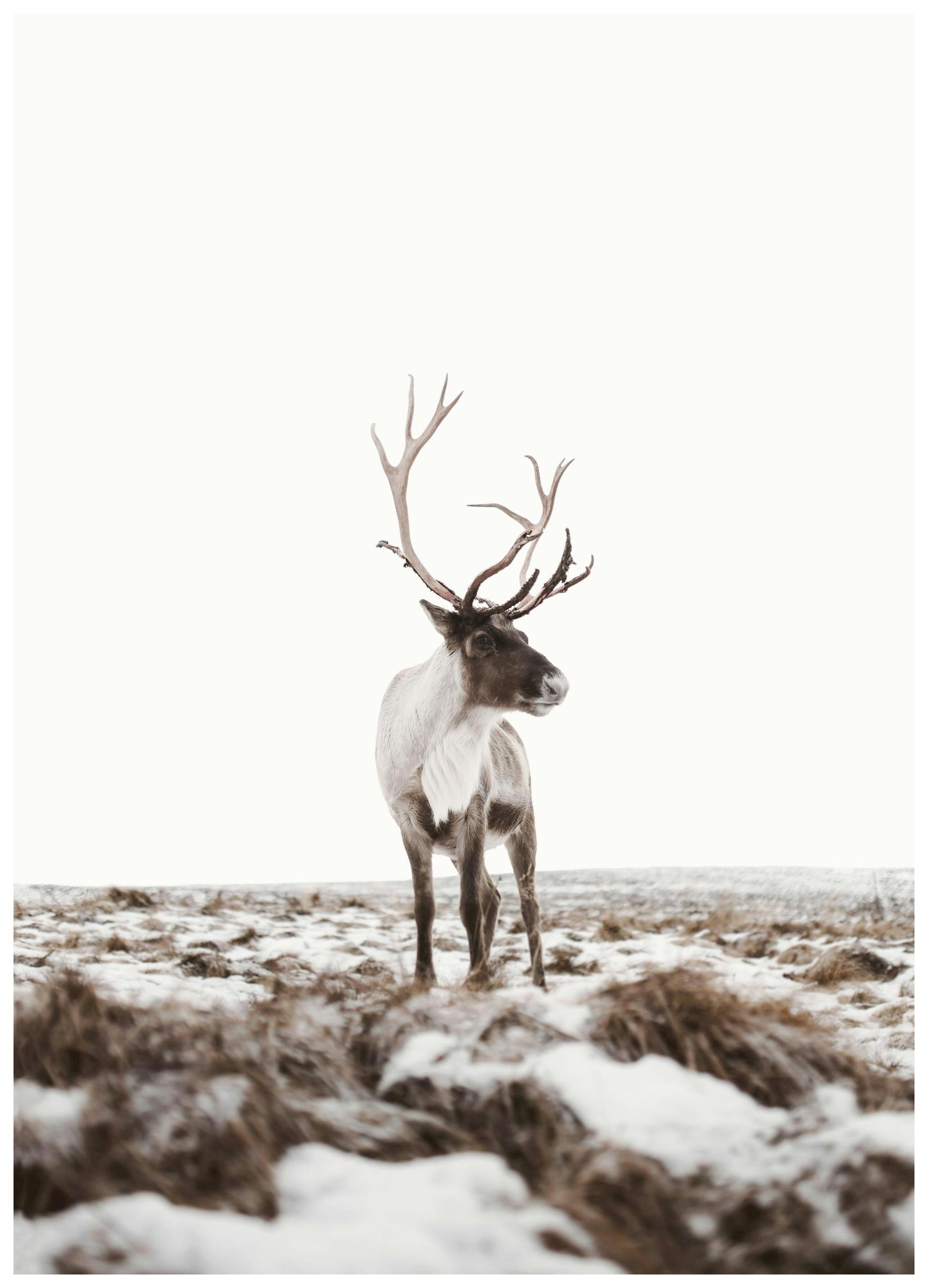 Reindeer Poster (30x40 cm) - Poster Store