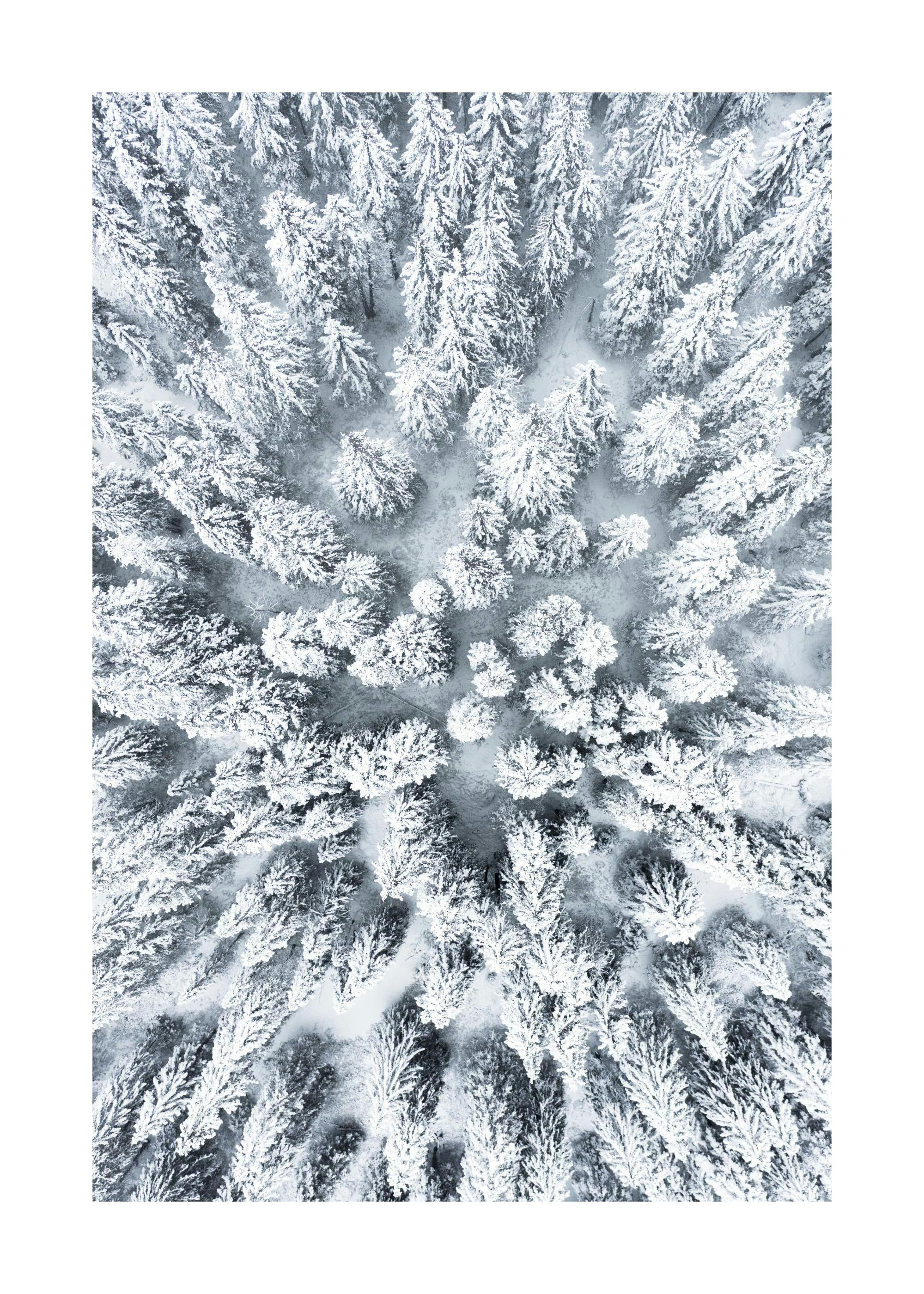 Ein Poster eines schneebedeckten Waldes, von oben fotografiert, mit Bäumen voller weißem Schnee.