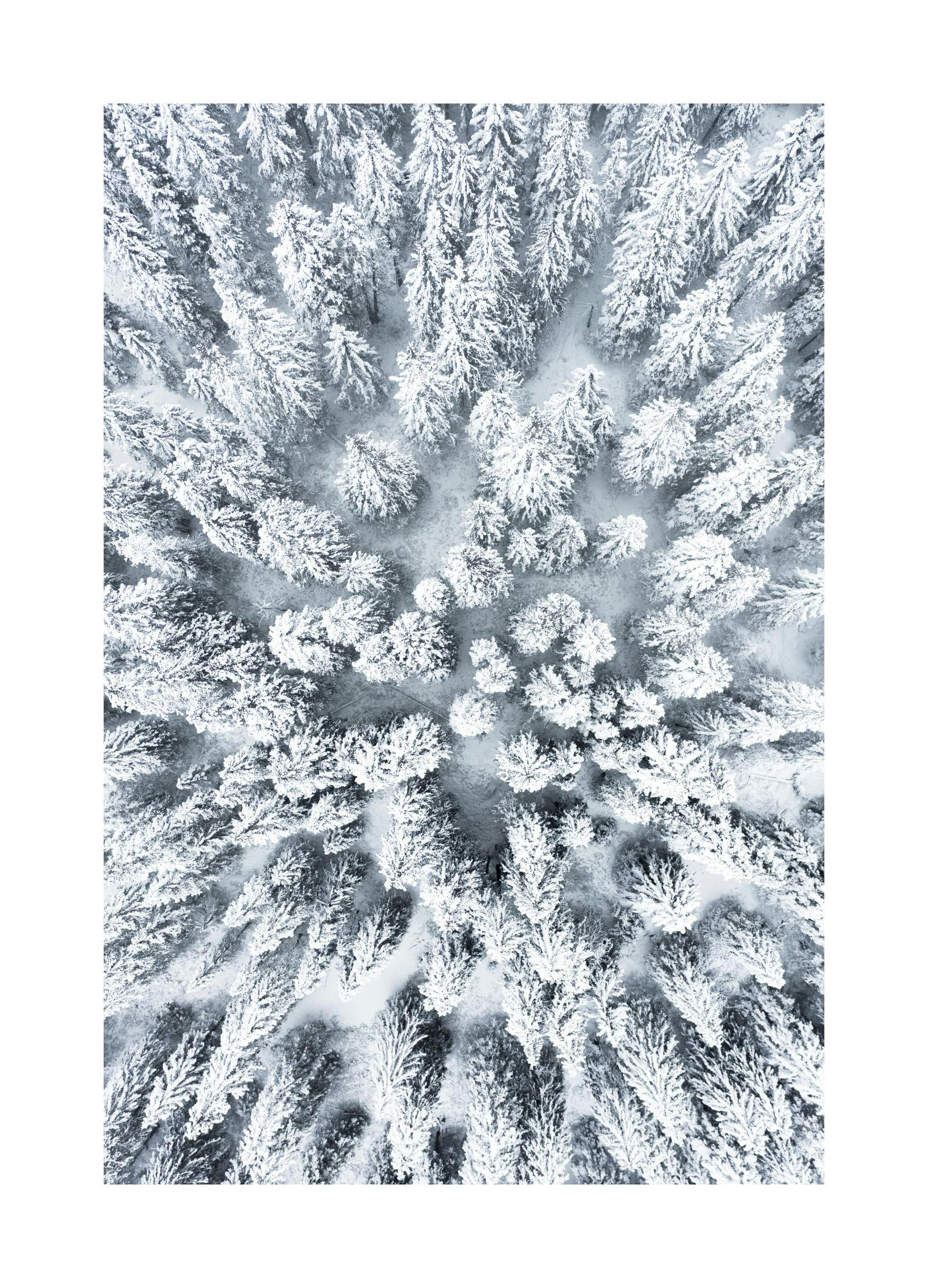 Plakat Śnieżne drzewa (13x18 cm) - Poster Store