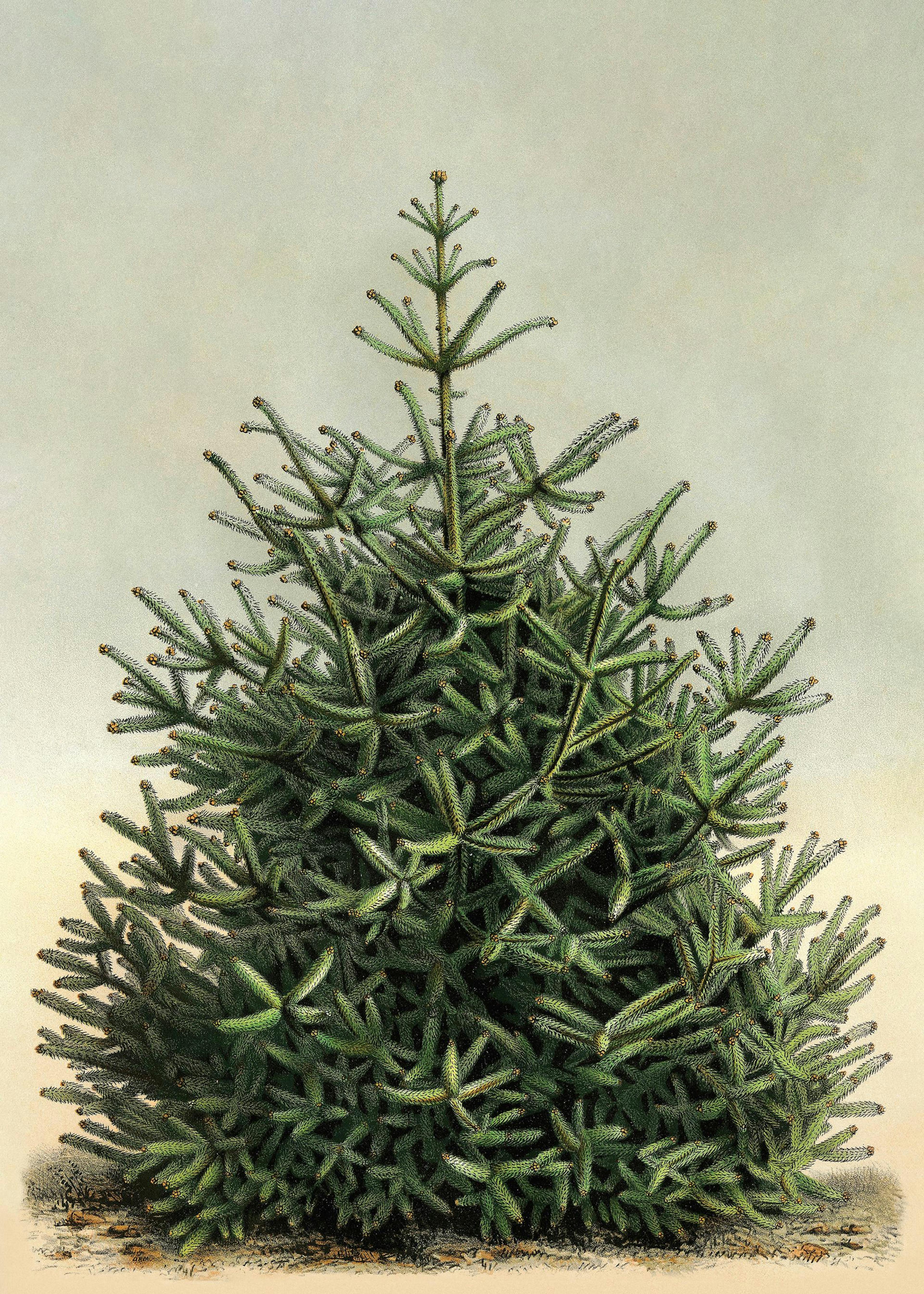 Vintage Fir Poster 0