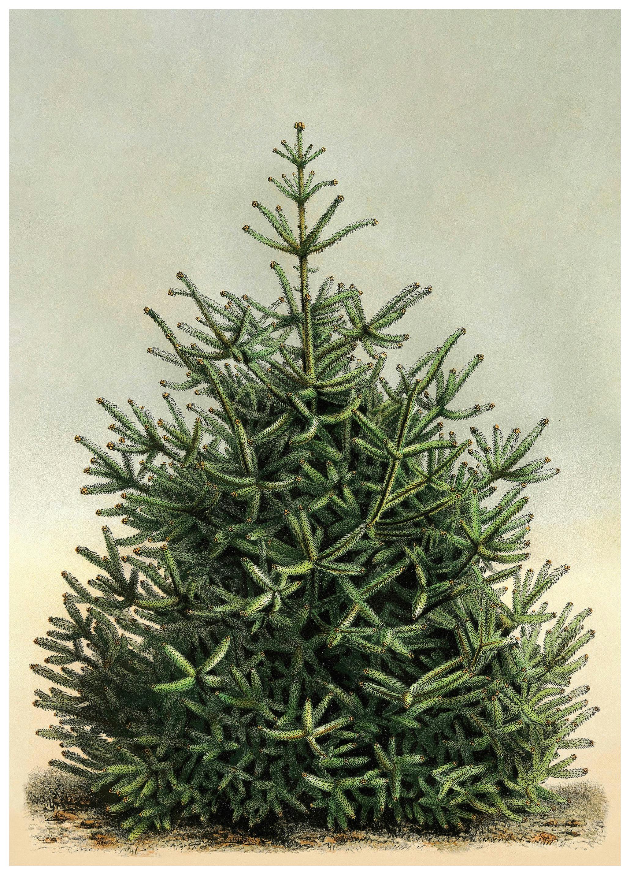 Sapin Vintage Poster (21x30 cm) - Poster Store