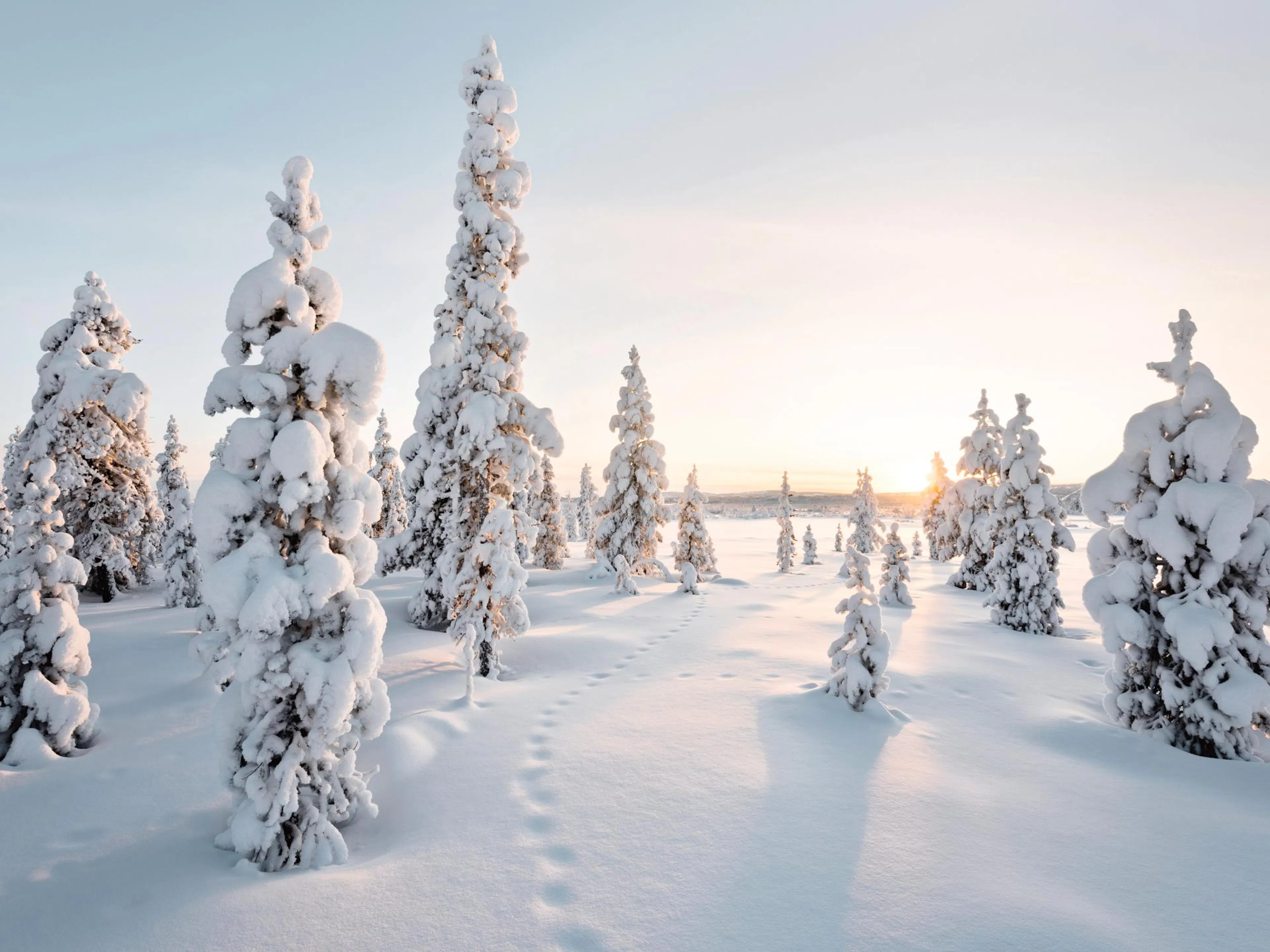 A poster depicting snow-covered trees in a winter forest with footprints in the snow and a bright sunset.
