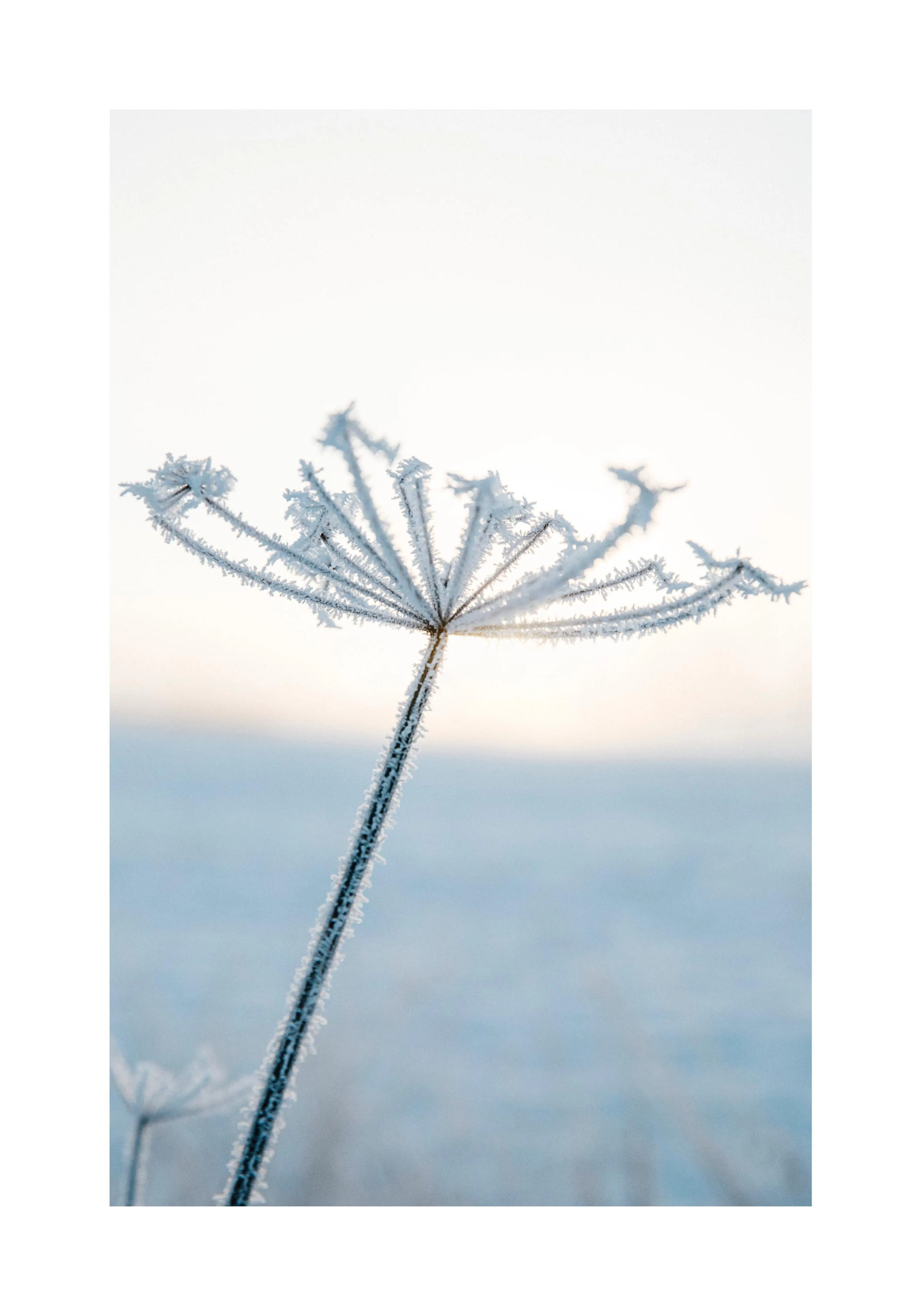 Poster dune plante gelée avec des cristaux de glace, se détachant sur un ciel hivernal clair et un champ enneigé.