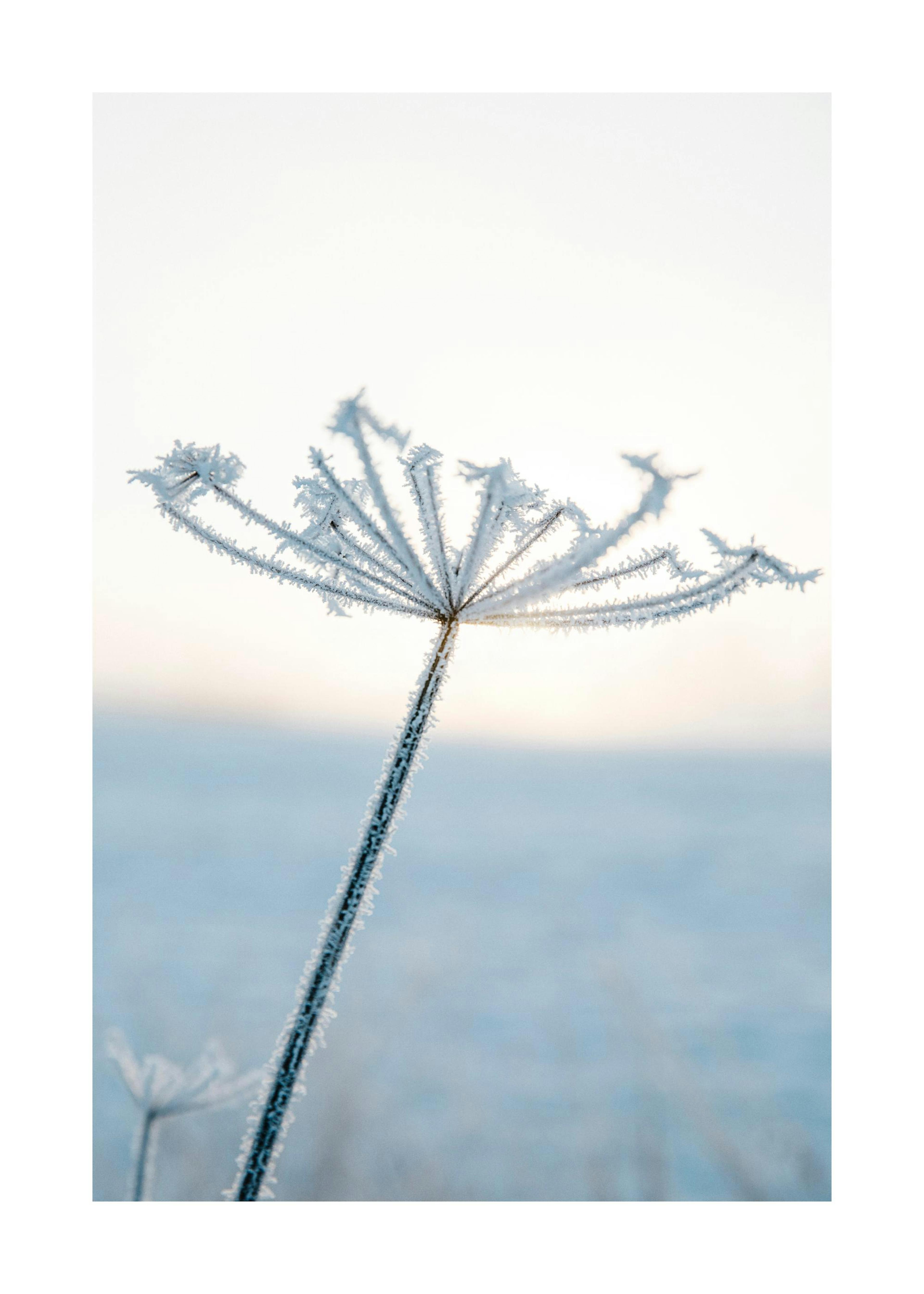 Frosty Flower Poster 0