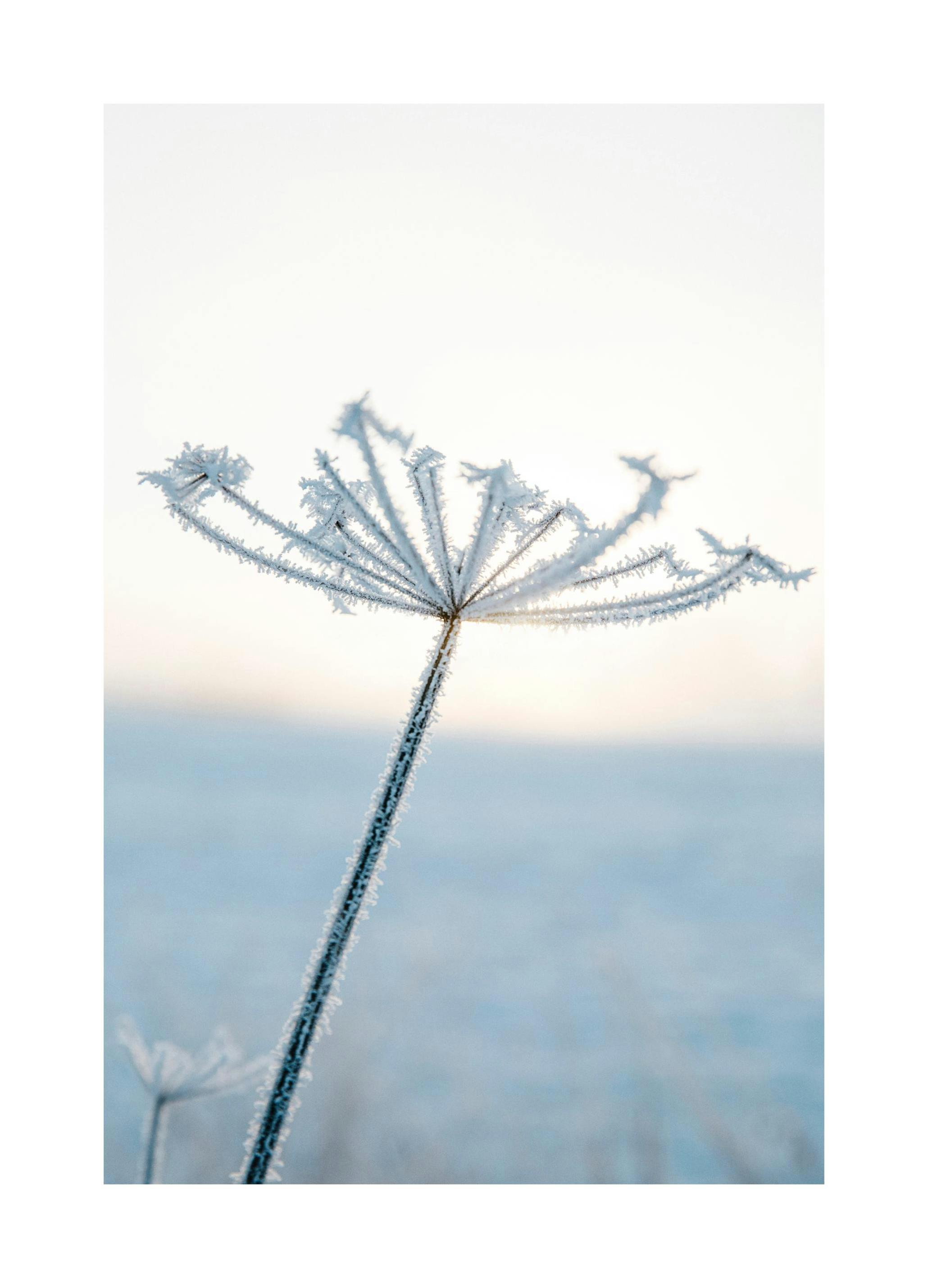 Plakat 'Mroźny kwiat (30x40 cm) - Poster Store