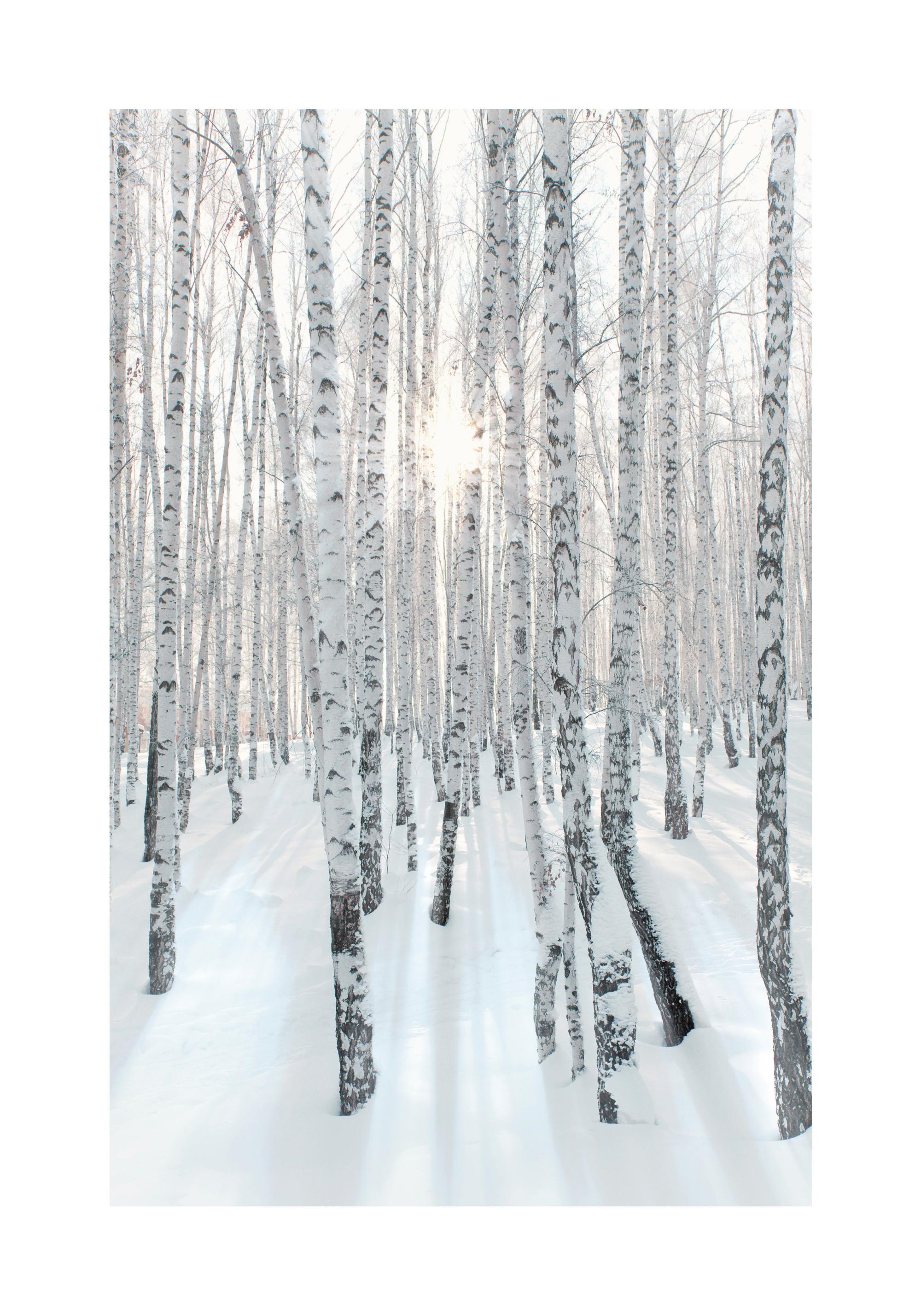 雪に覆われた白樺の森 冬の自然風景ポスター | Poster Store JP