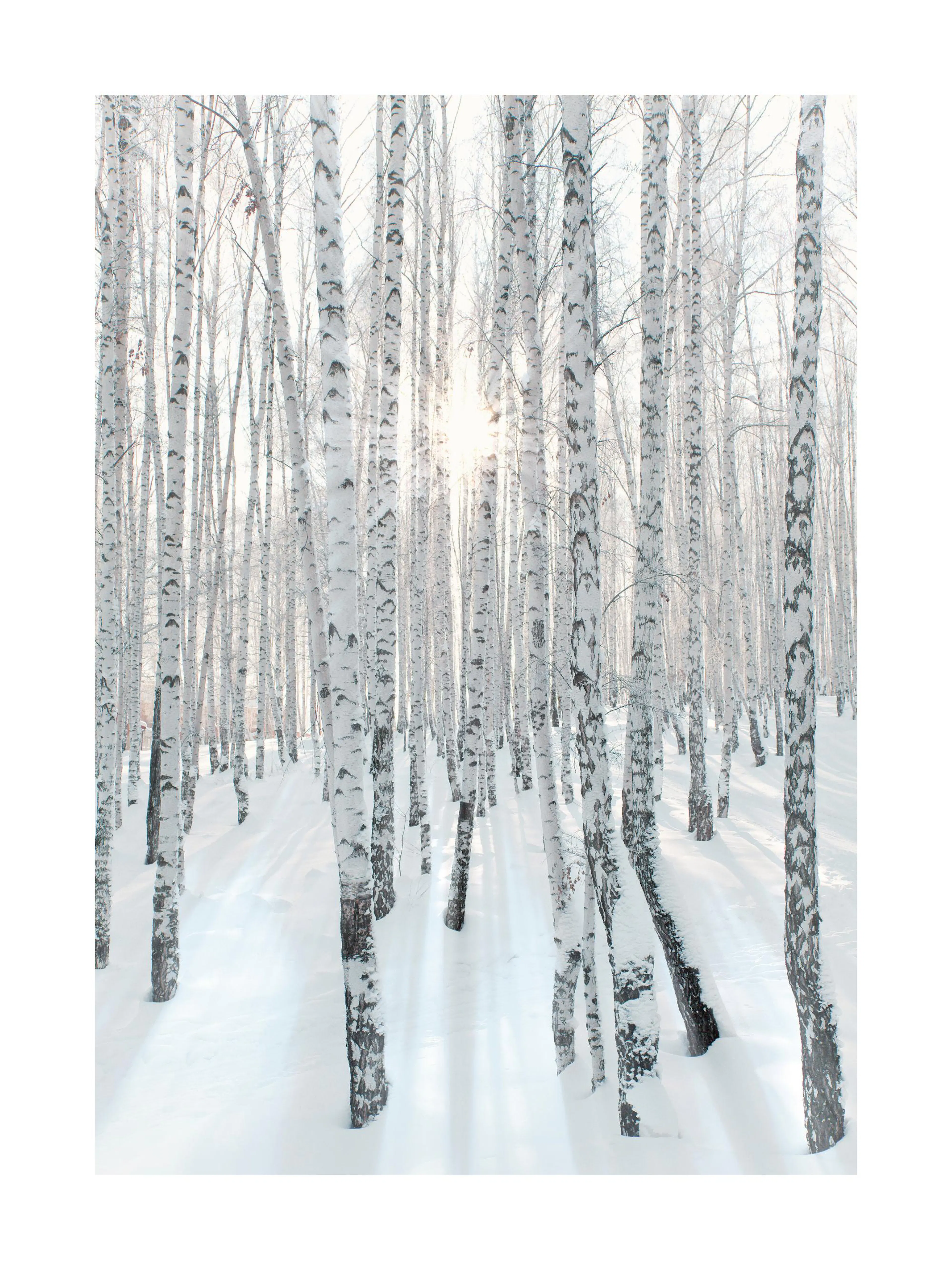 Poster: Winterlandschaft mit verschneiten Birkenstämmen und Sonnenstrahlen, die durch die Bäume scheinen.