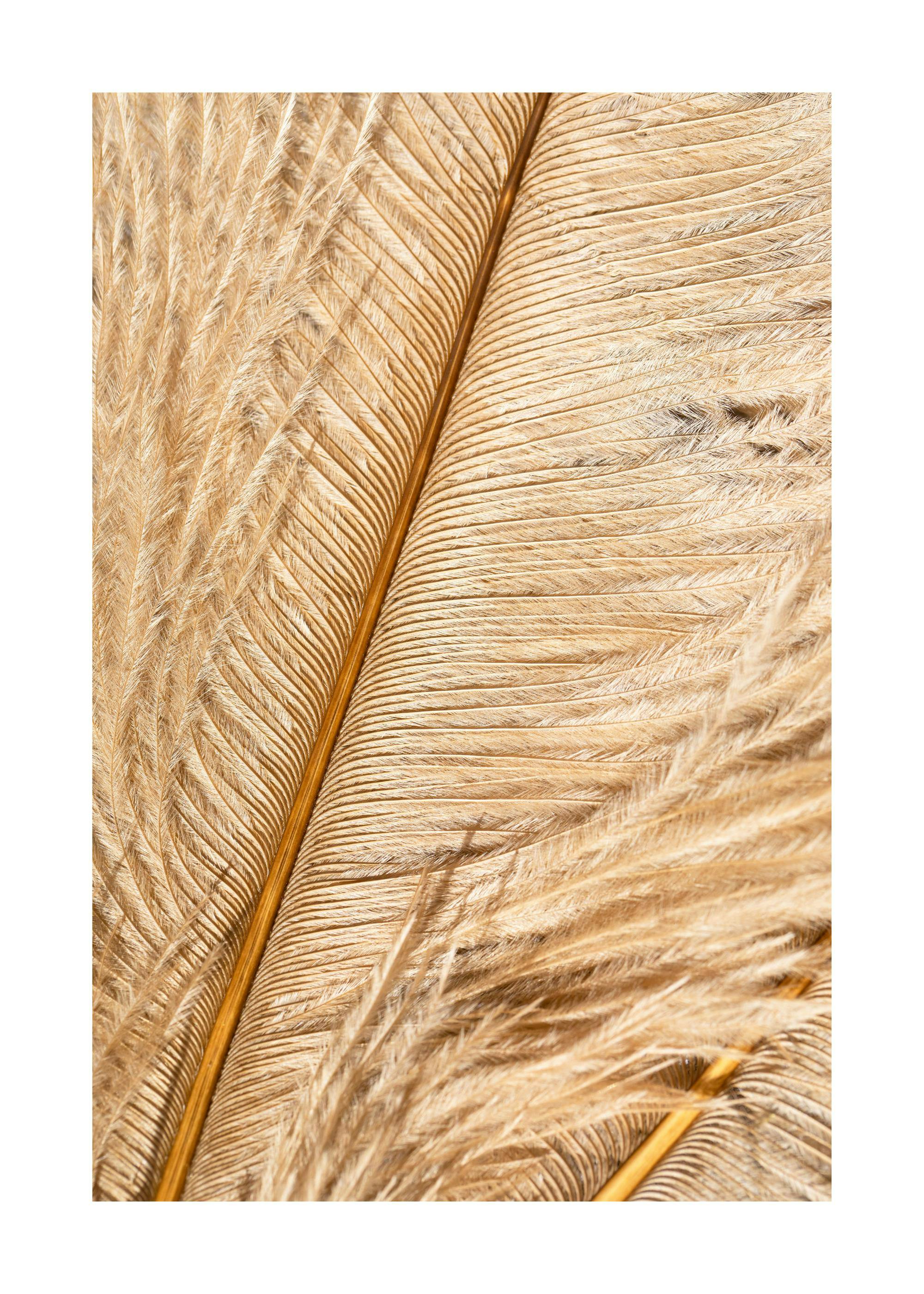 A close-up poster of a delicate brown ostrich feather with fine, soft strands and a prominent central quill.