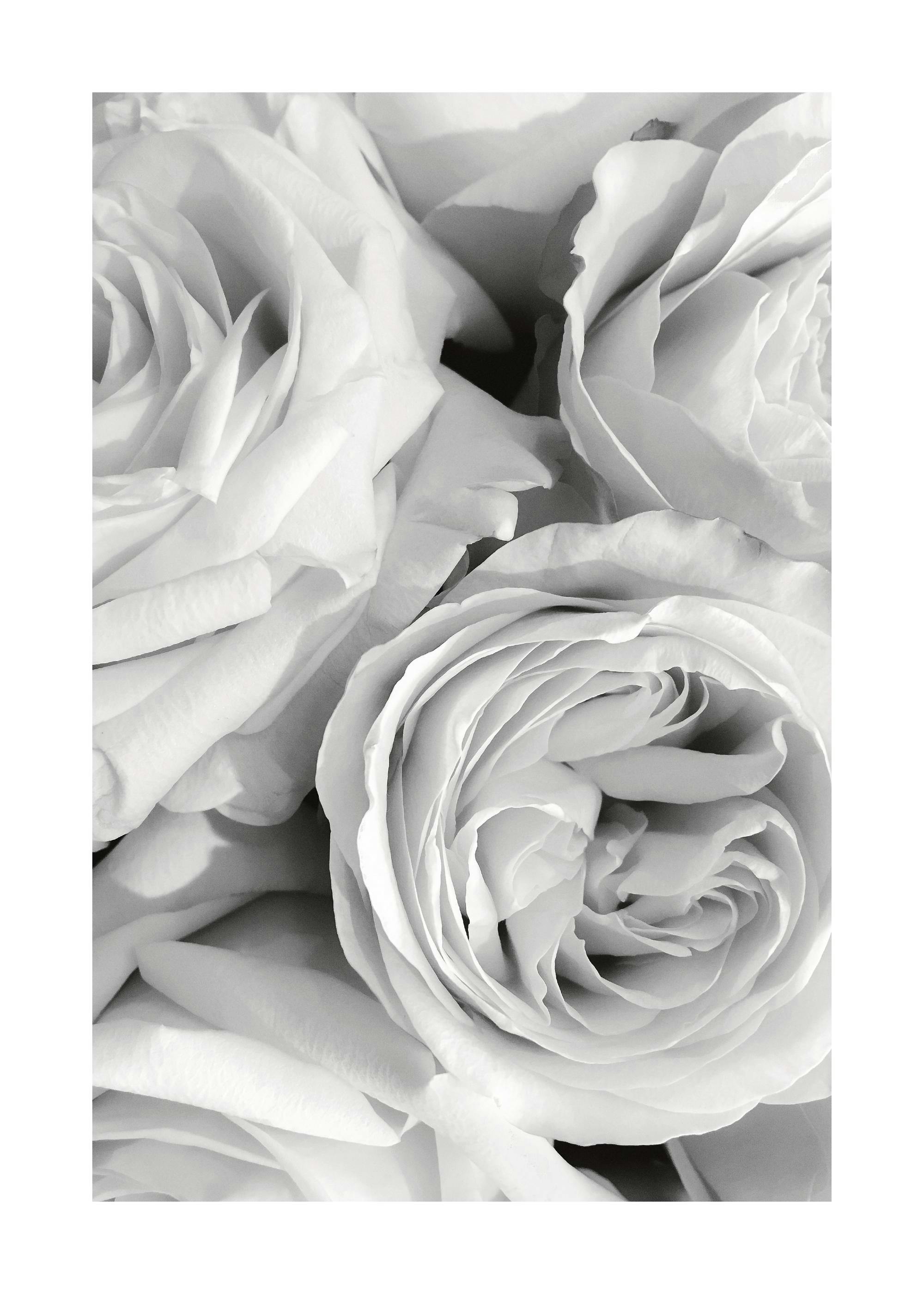 A poster featuring a close-up of delicate white and grey rose petals, showcasing their soft, intricate folds.