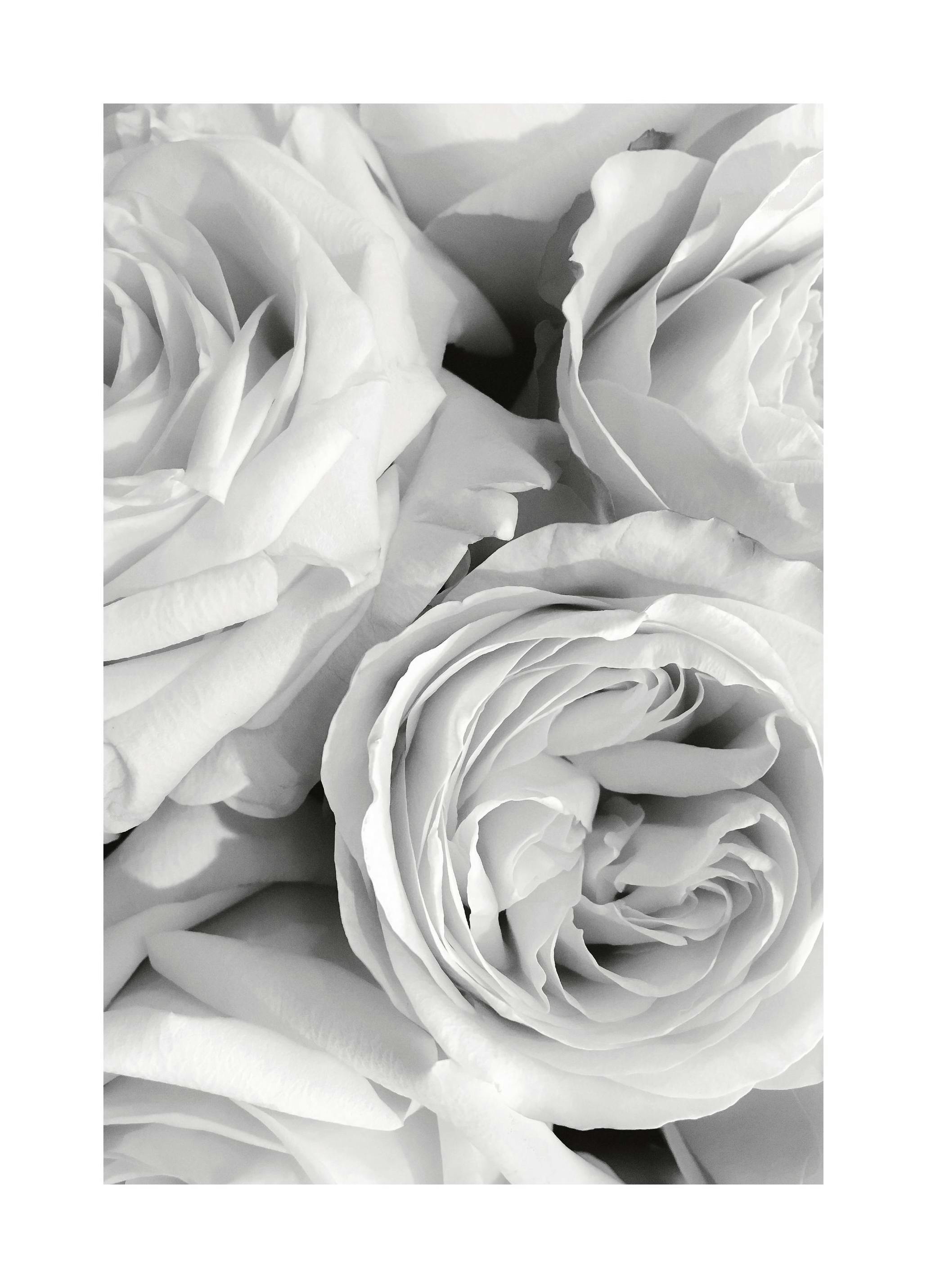 Monochrome Roses Poster (50x70 cm) - Poster Store