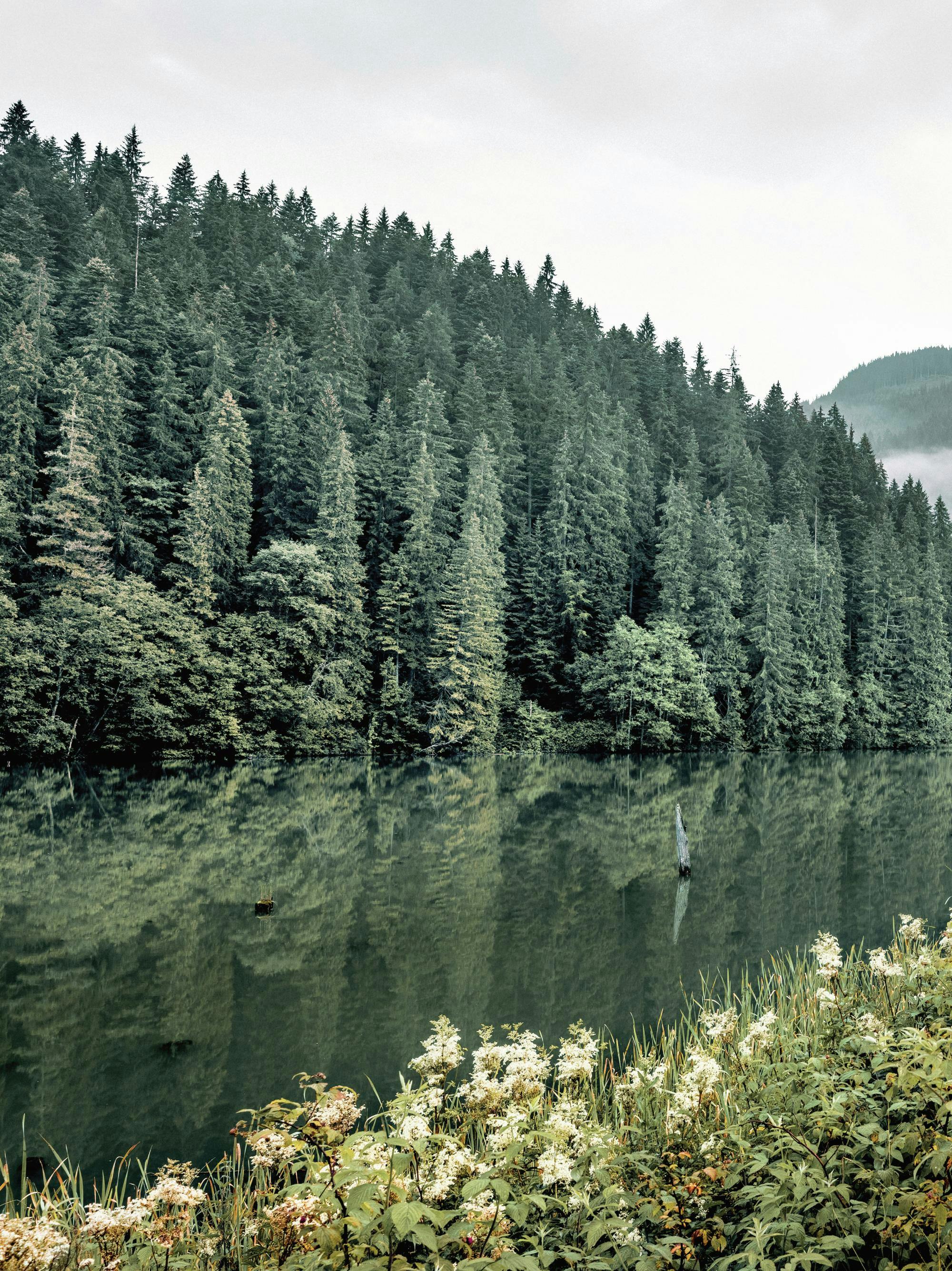 A poster depicting a serene lake with reflections of a dense evergreen forest under a cloudy sky, with white flowers in the fore