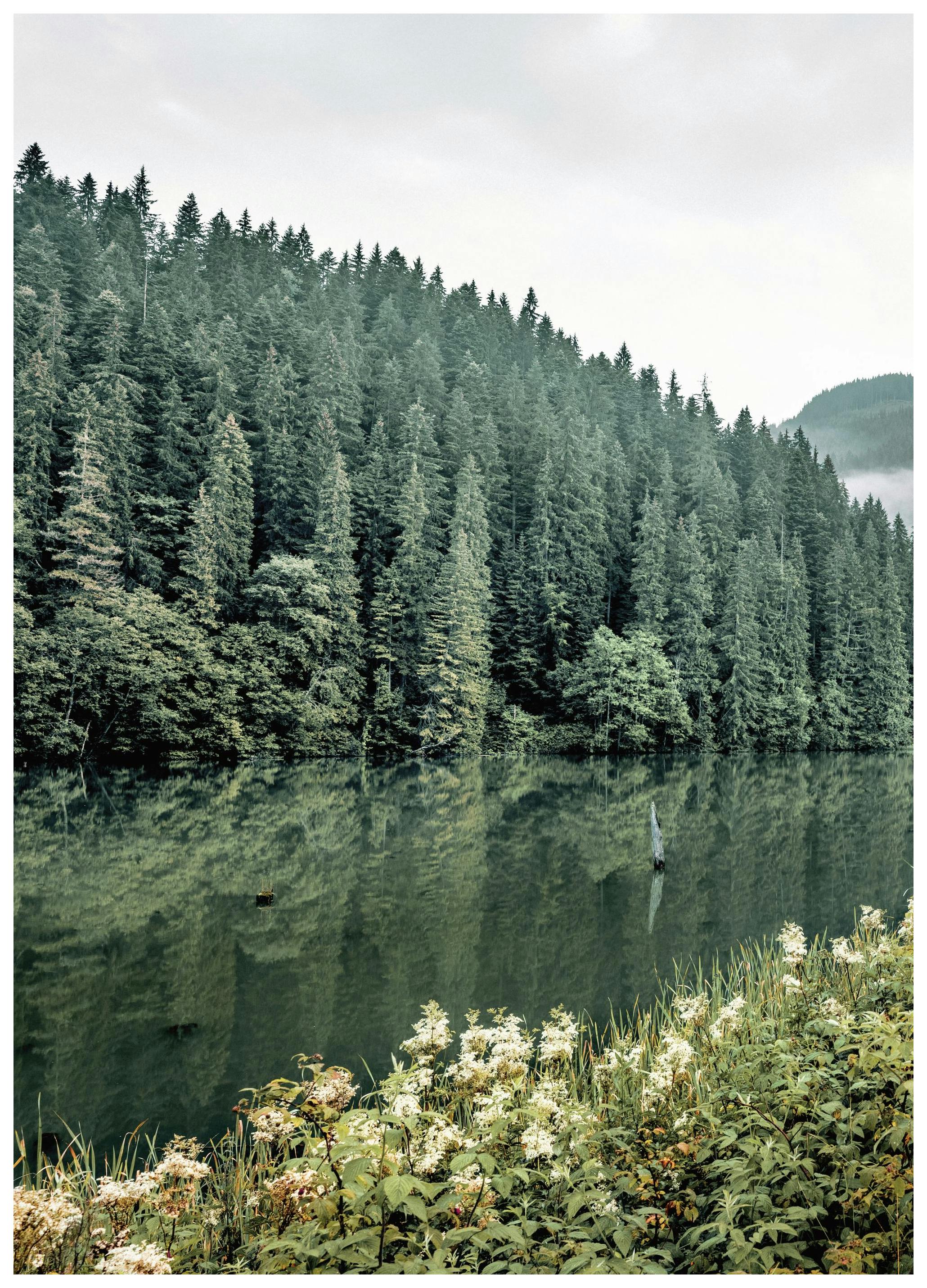 Boslandschap No1 Poster (50x70 cm) - Poster Store