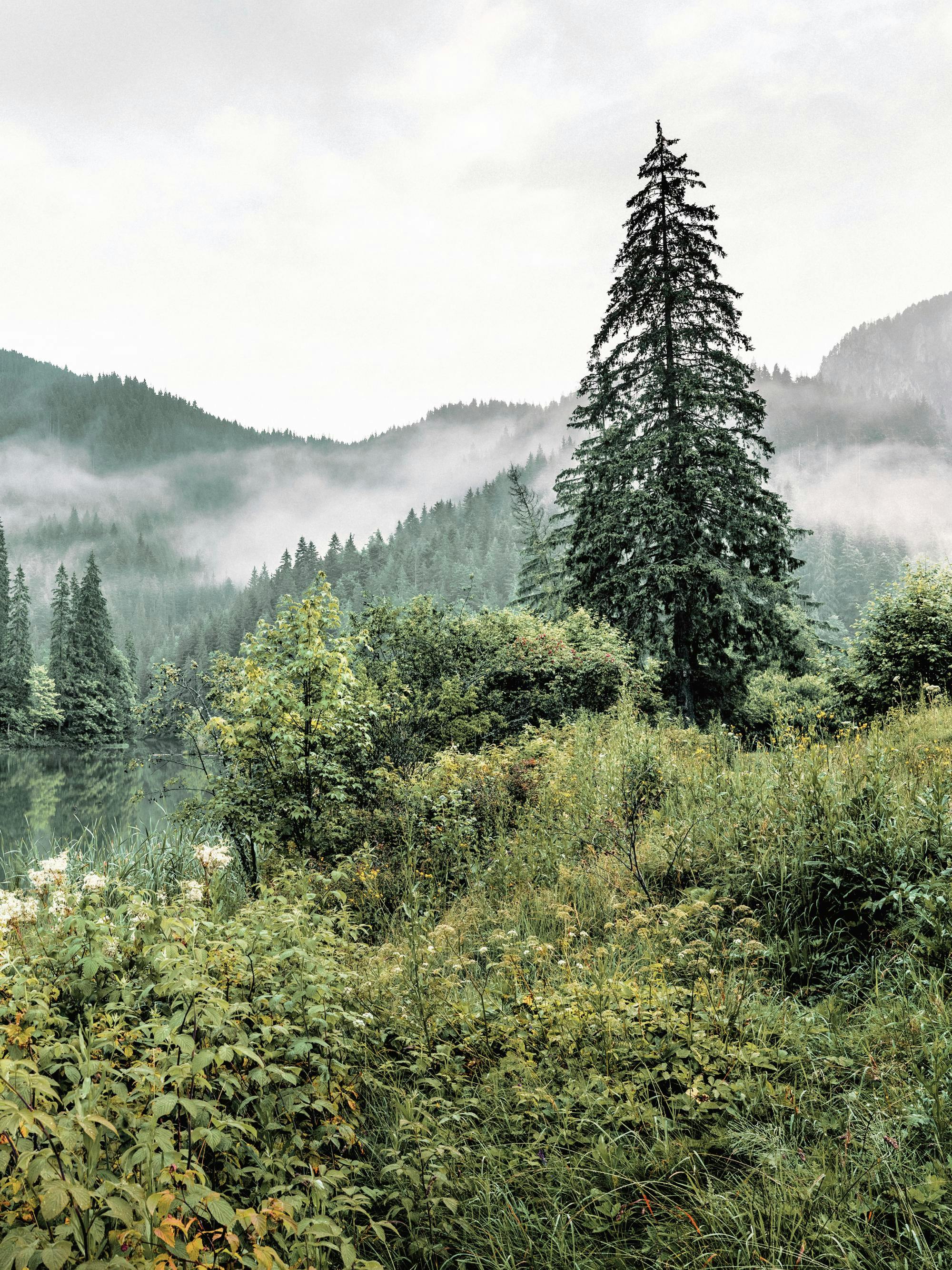 Poster dun paysage montagneux brumeux avec des forêts de conifères au bord dun lac, avec une haute végétation au premier plan.
