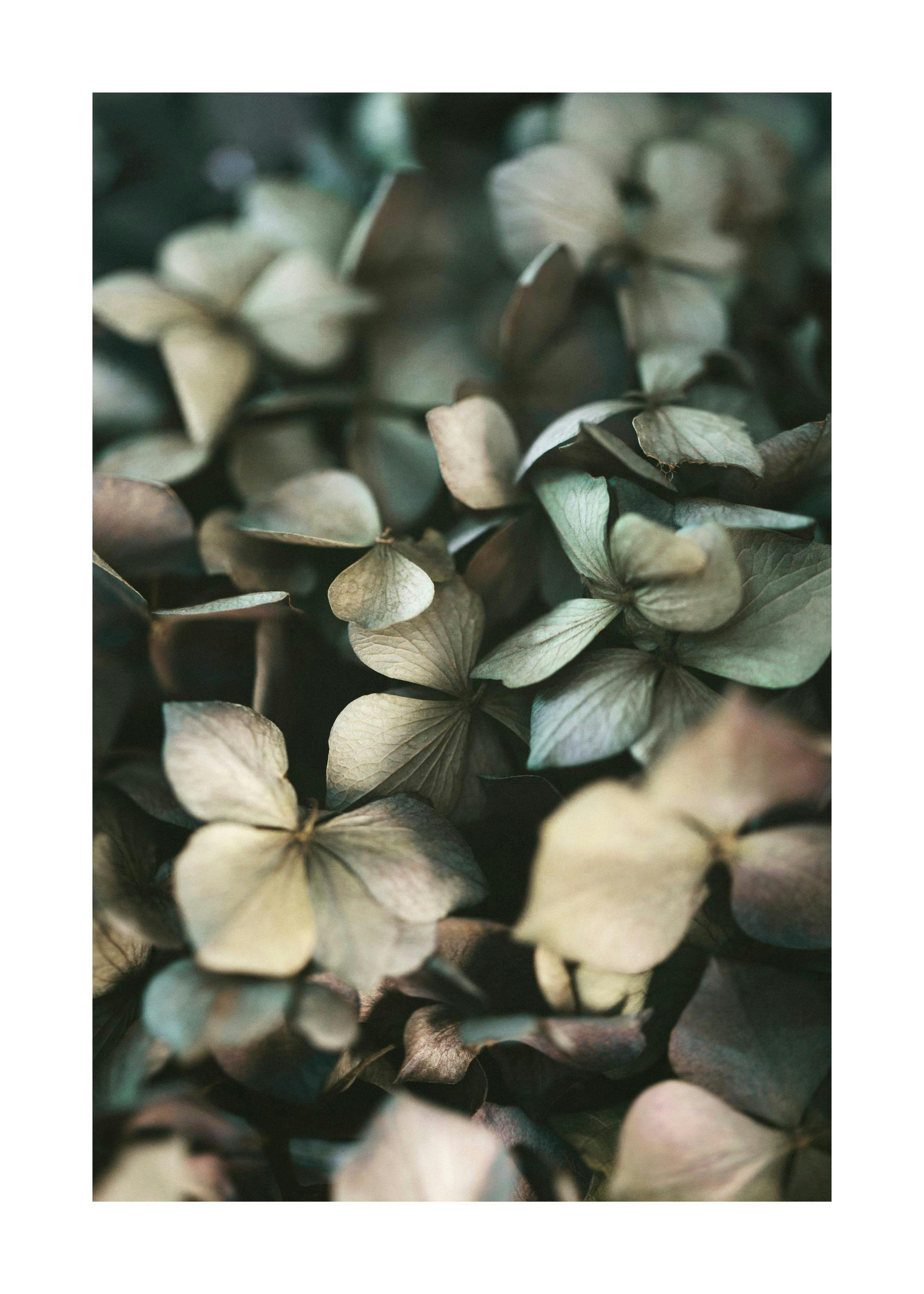 Poster cu detalii macro ale unor flori de hortensie uscate, în tonuri de bej, verde închis și violet prăfuit.