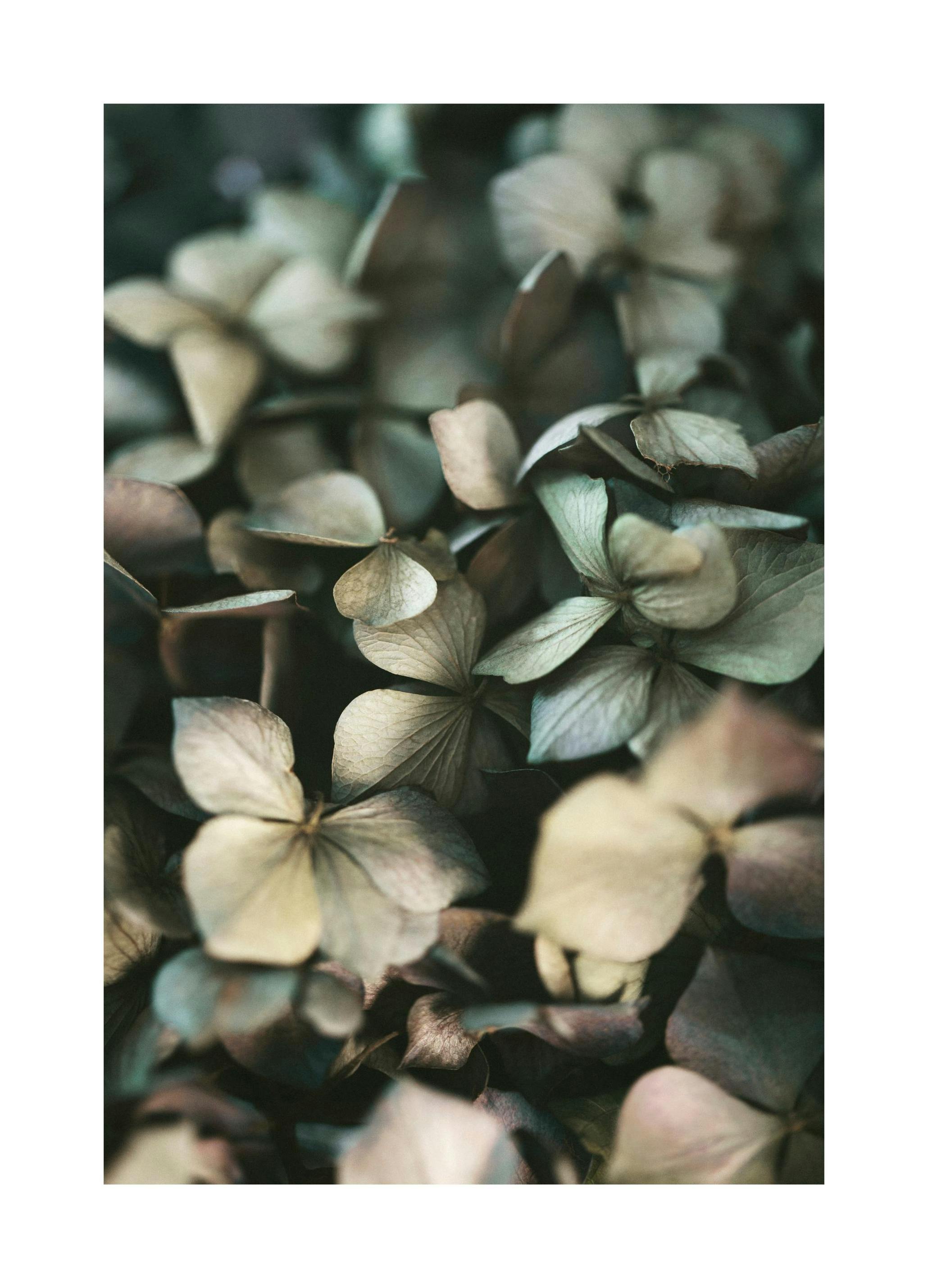 Plakat z hortensją zieloną (21x30 cm) - Poster Store