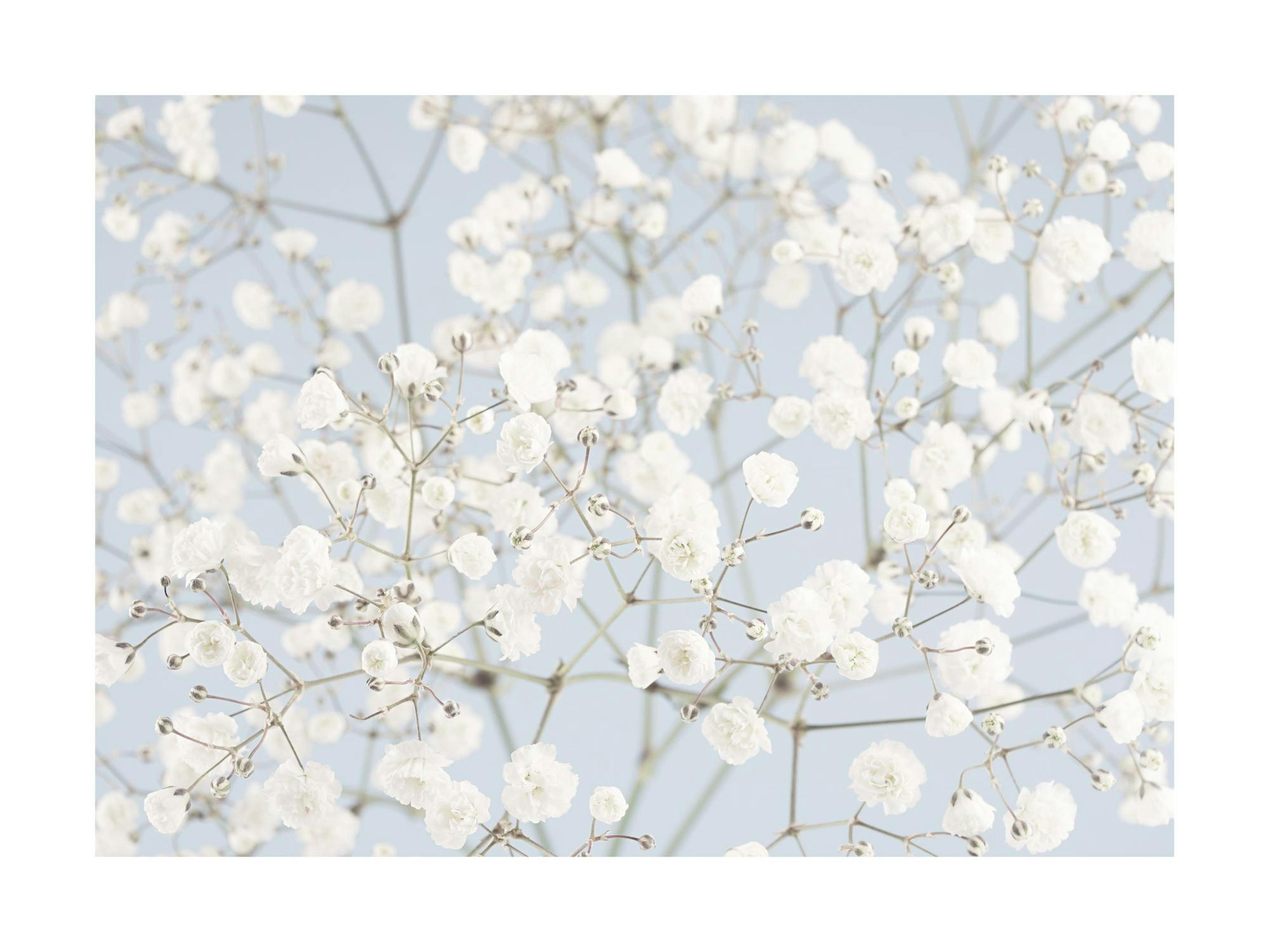 A poster featuring a close-up of delicate white babys breath flowers against a soft blue background, with subtle green stems.