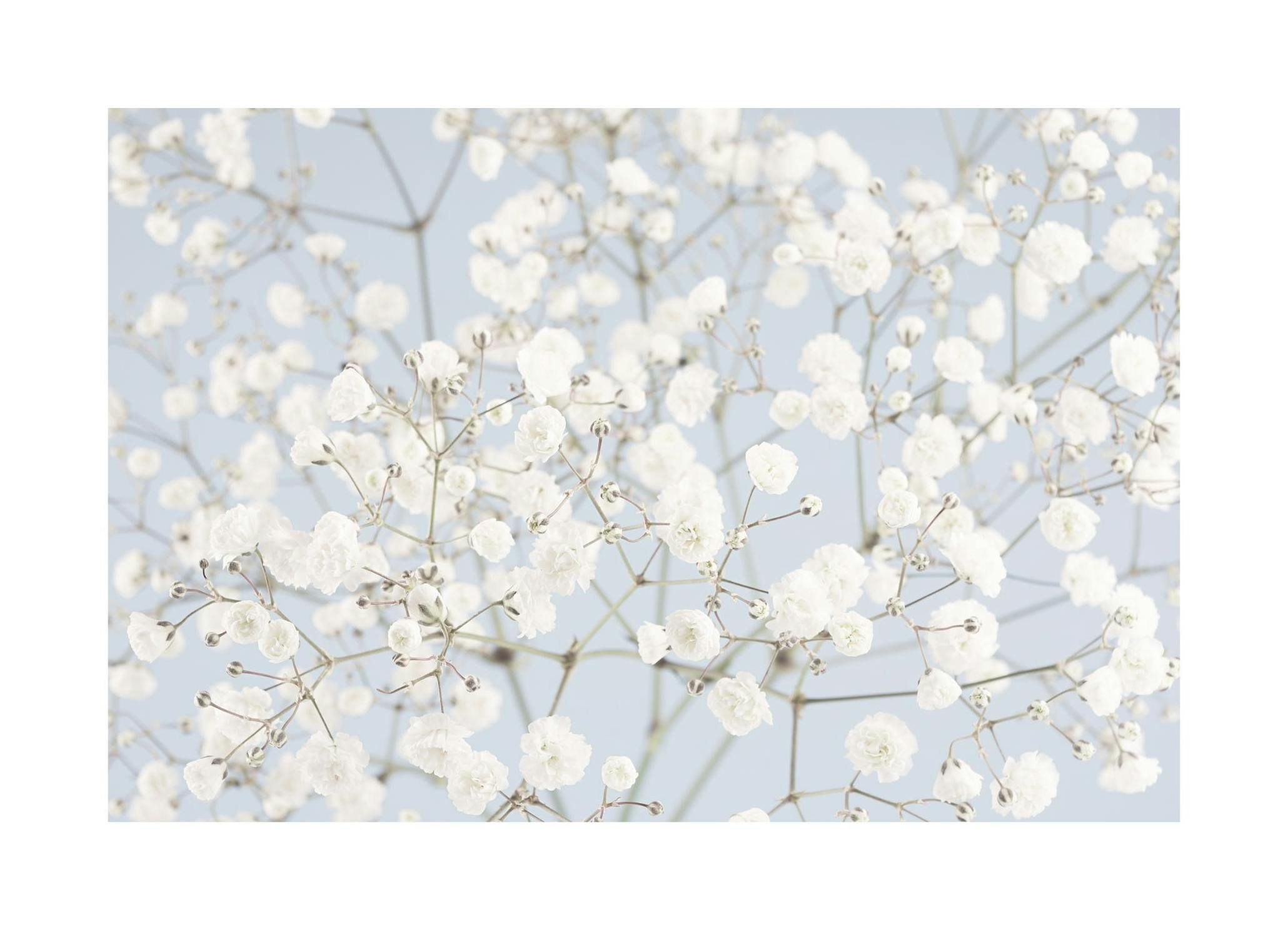 Baby's Breath Flowers Affiche (30x40 cm) - Poster Store
