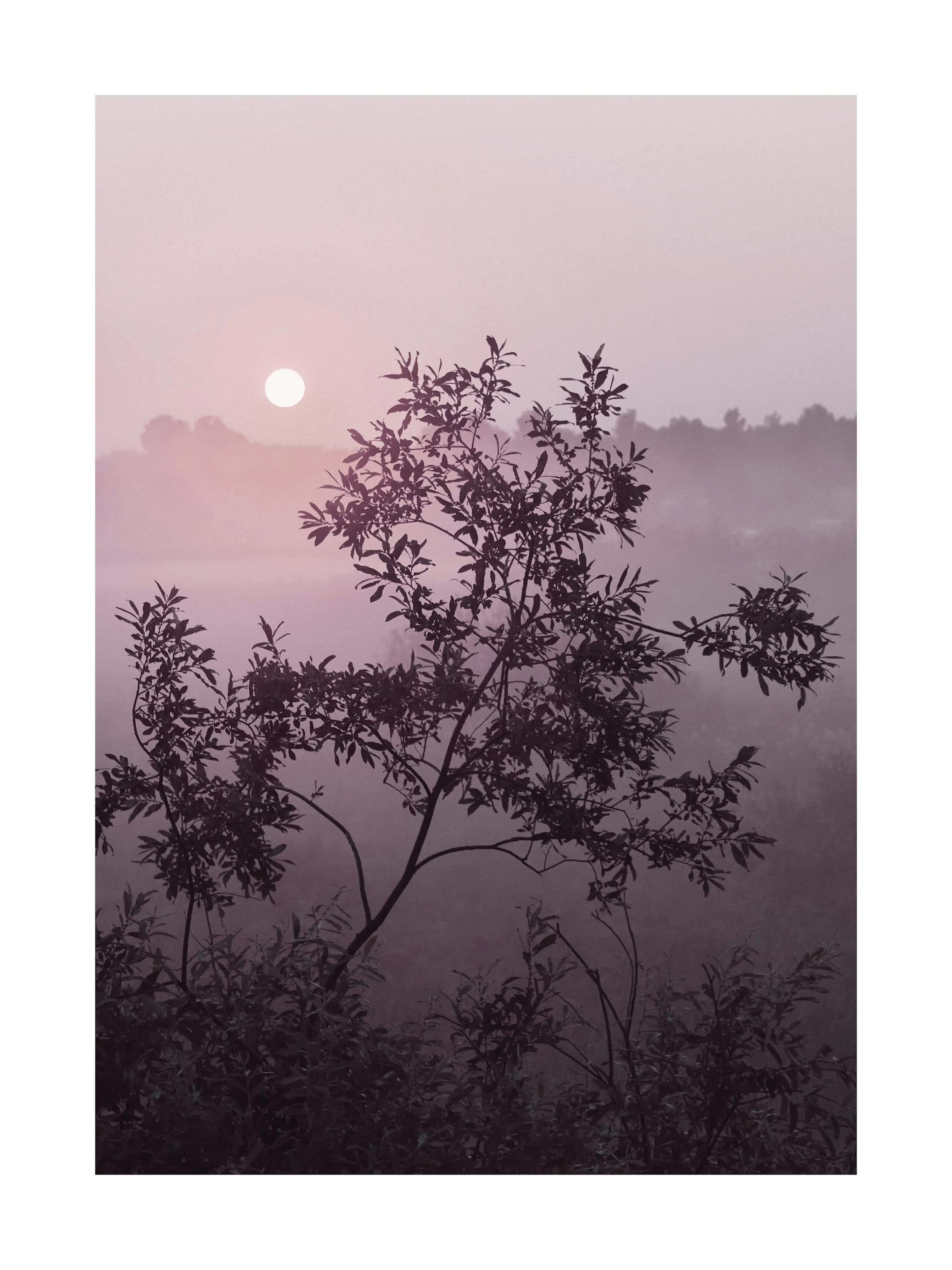 A poster of a dark tree silhouette against a misty, light purple sunset sky with a bright white sun.