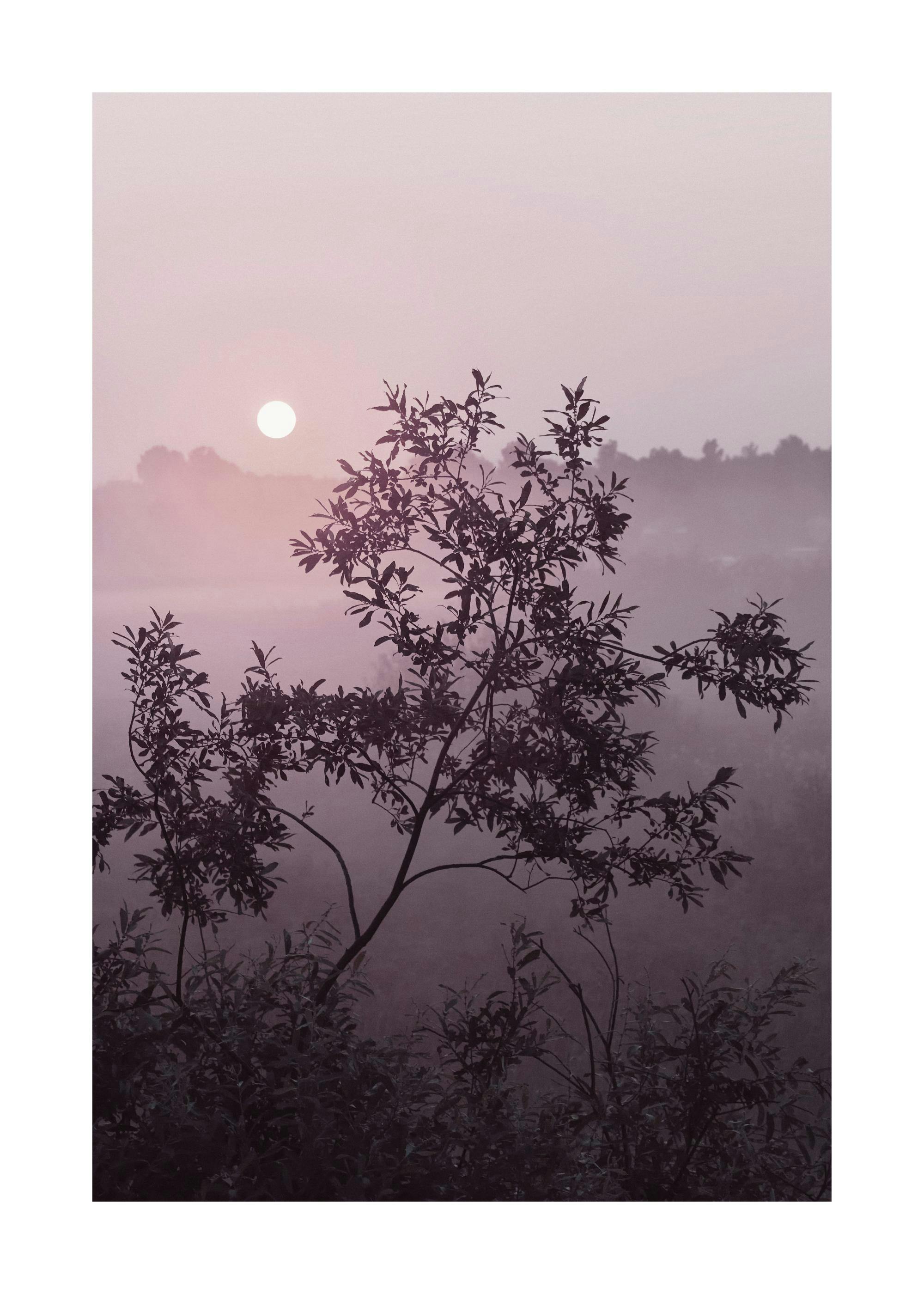 Póster de un árbol oscuro en silueta contra un cielo claro rosado y brumoso con el sol brillante.