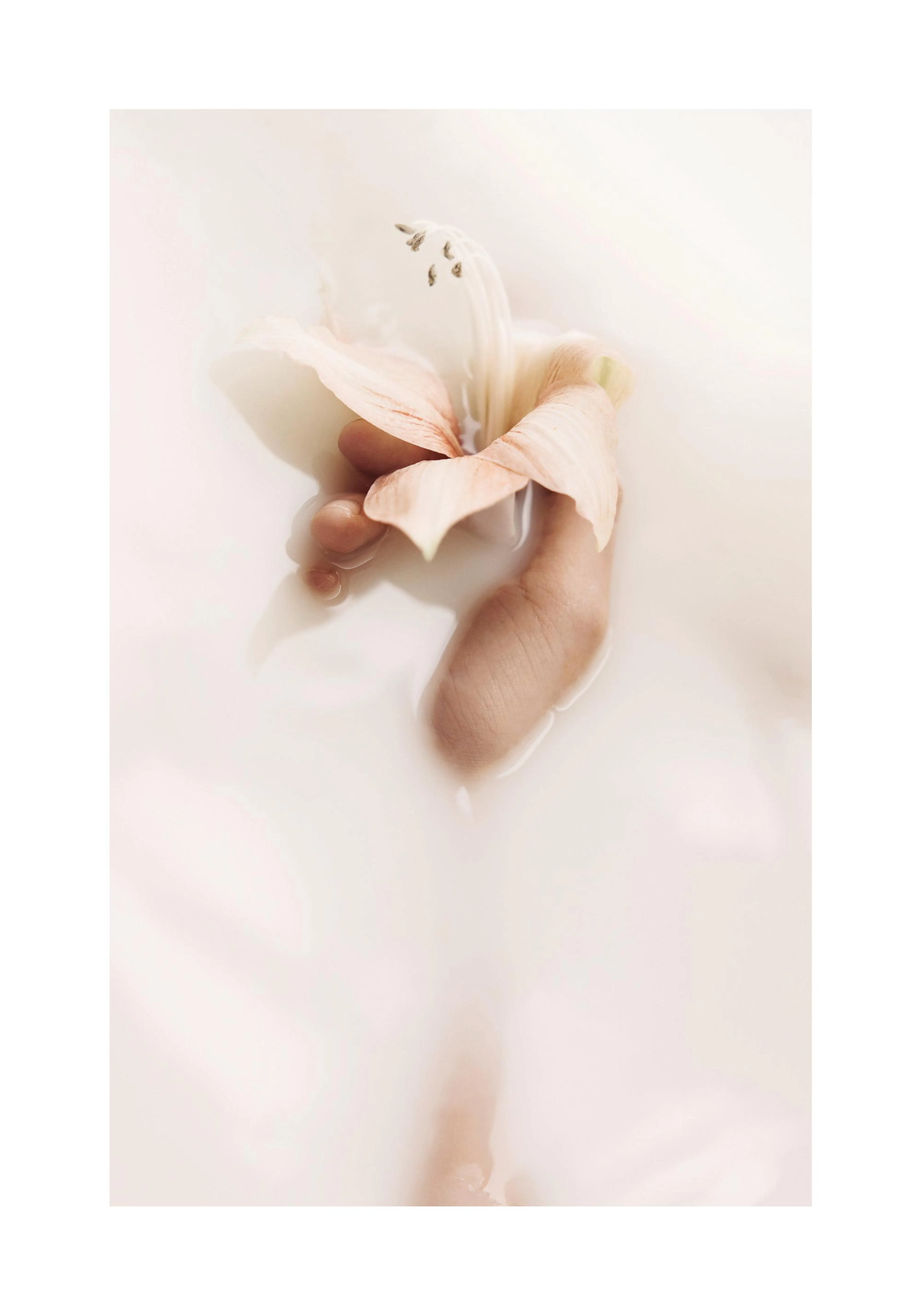 우유에 손을 담그고 분홍색 백합을 들고 있는 모습의 포스터