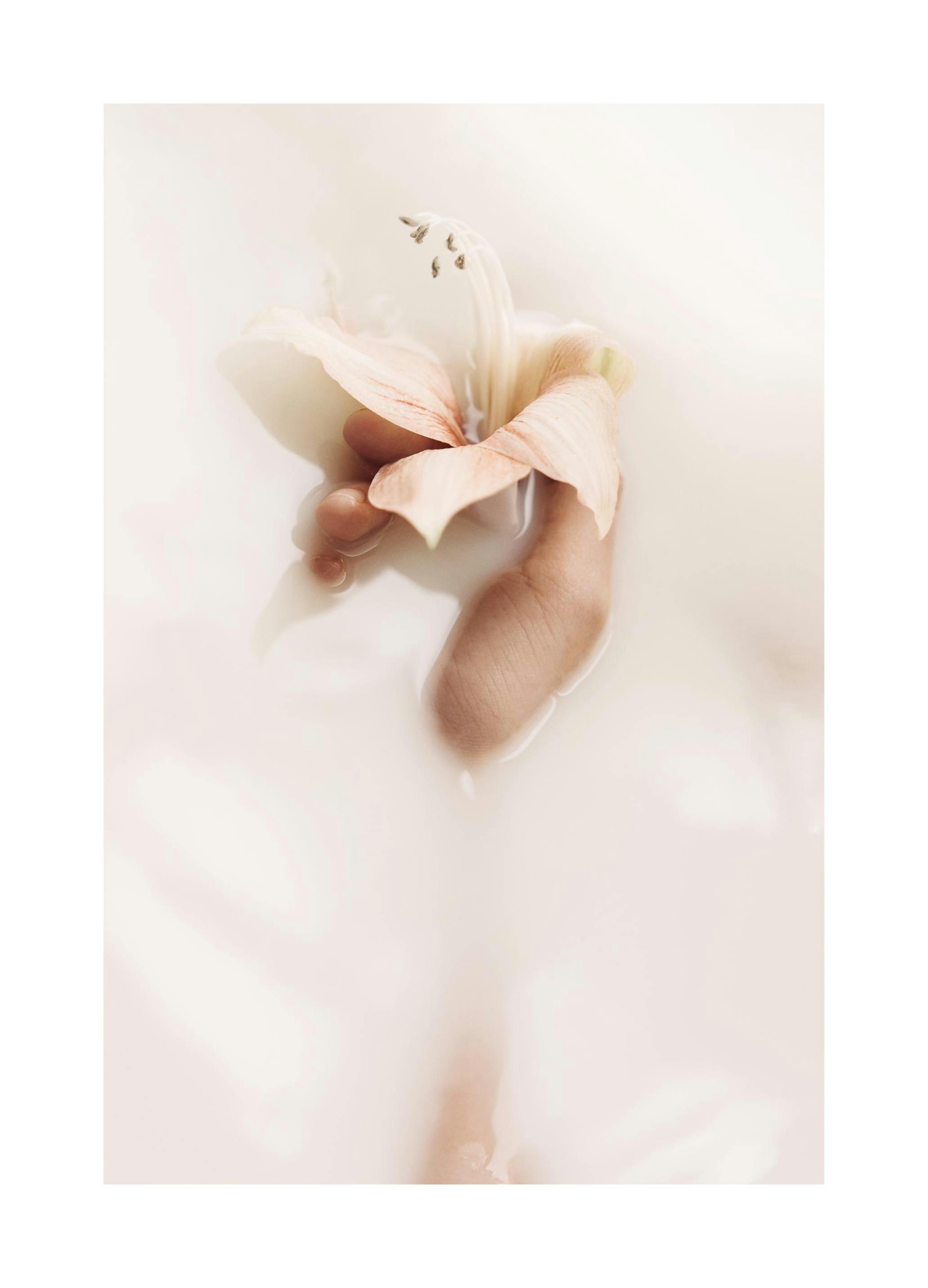 Giglio delicato poster (21x30 cm) - Poster Store