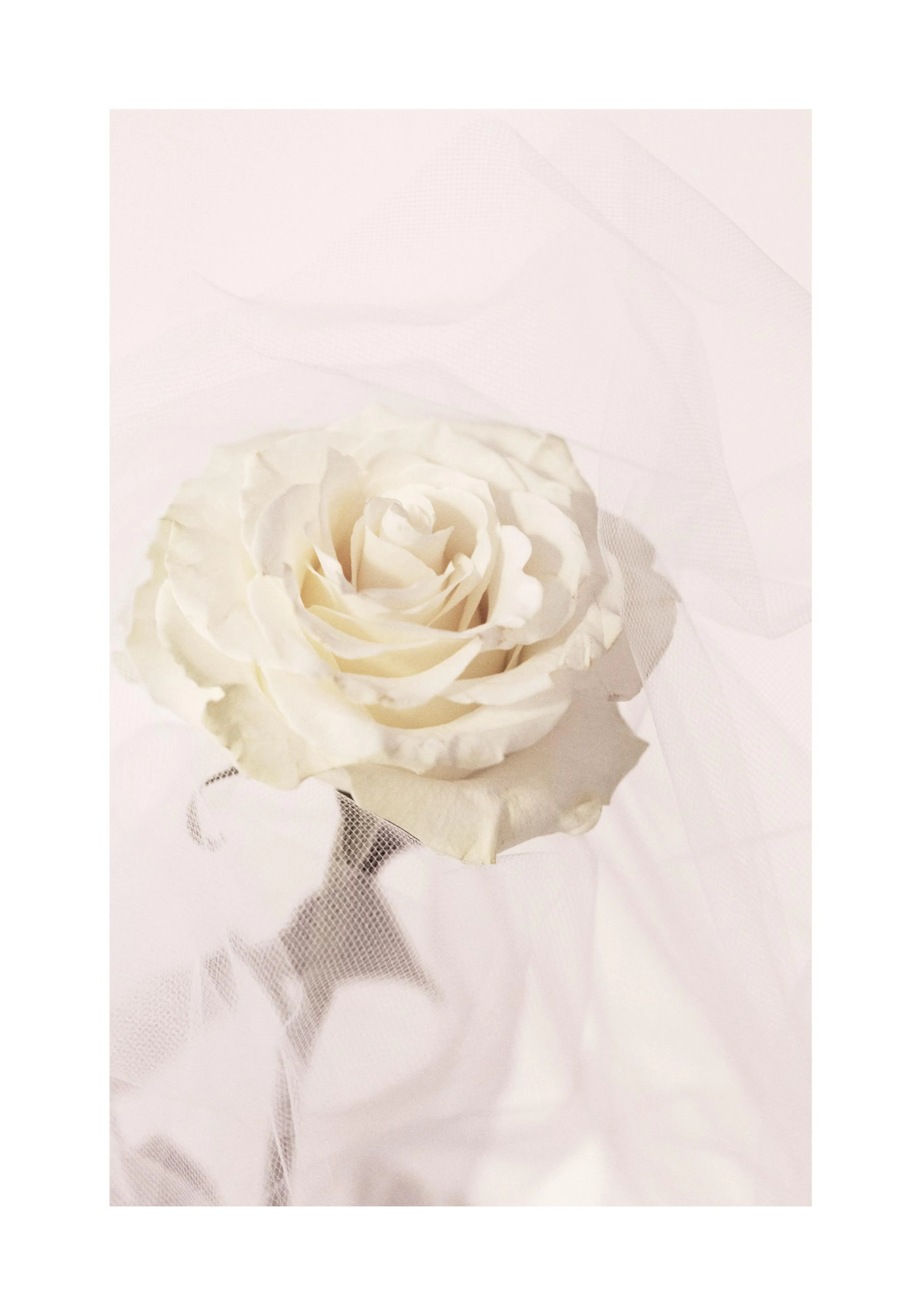 A poster featuring a delicate white rose on a light, soft background with sheer fabric.