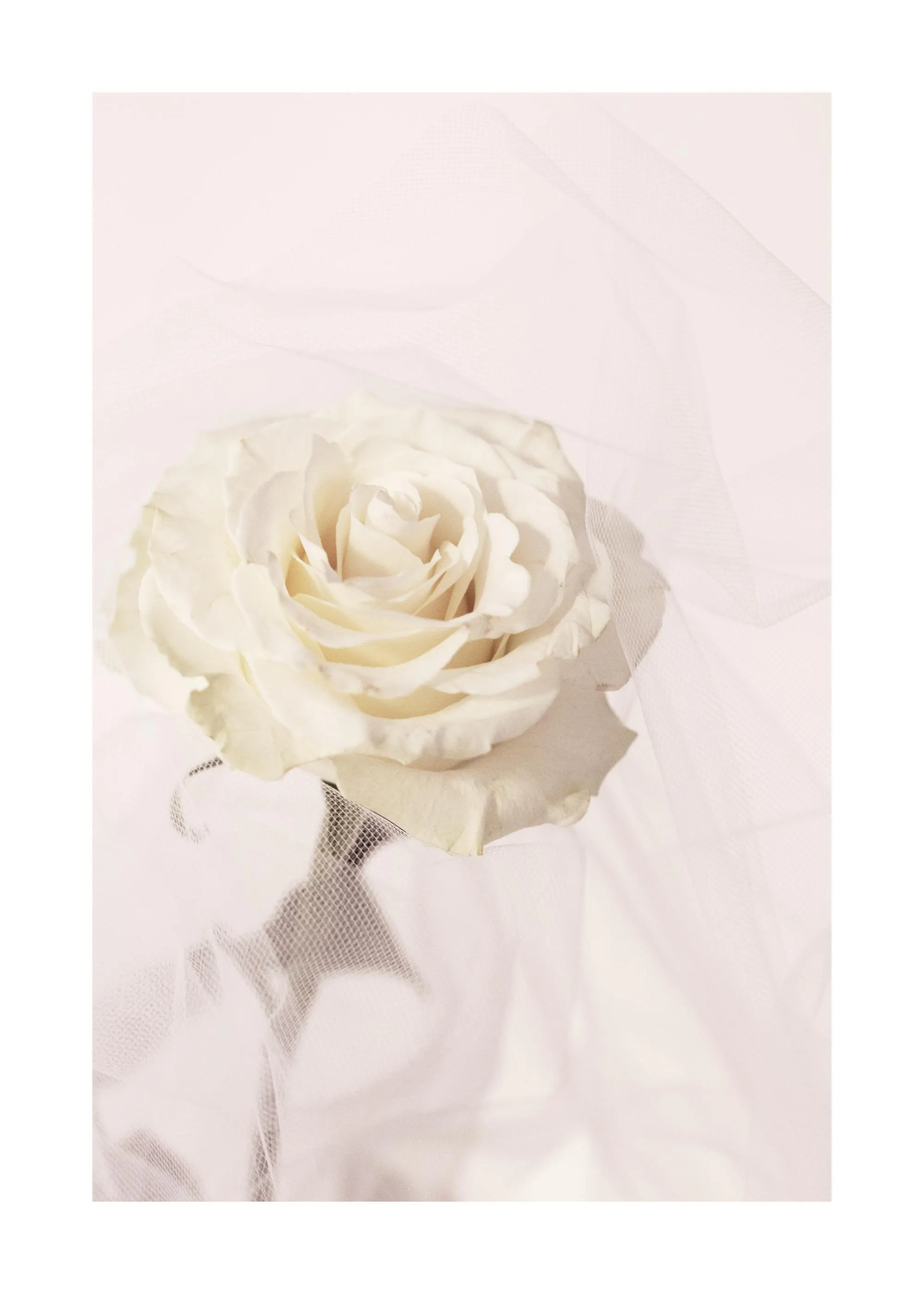 Poster dune rose blanche et crème délicate, posée sur un voile léger et translucide.