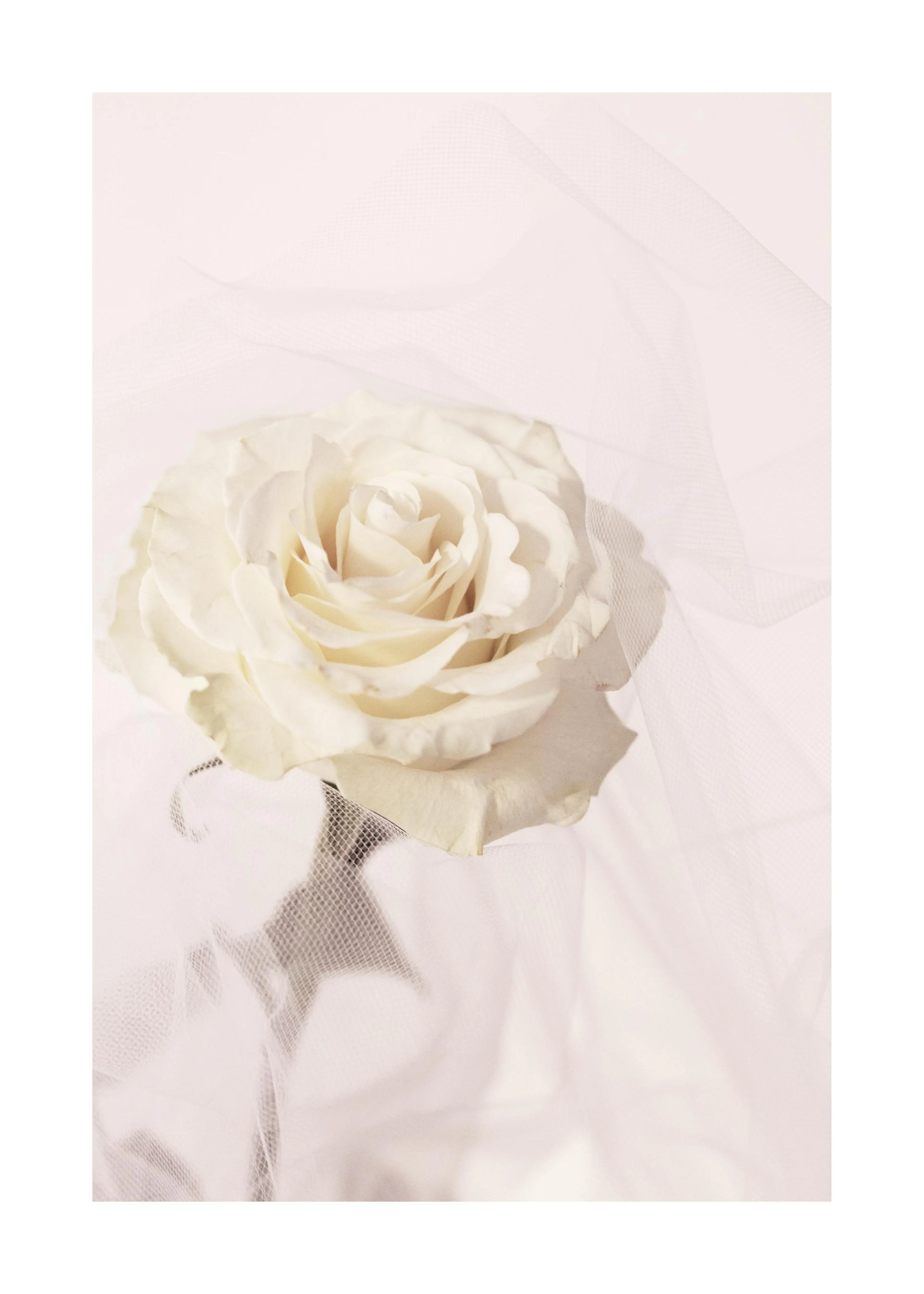Poster dune rose blanche et crème délicate, posée sur un voile léger et translucide.