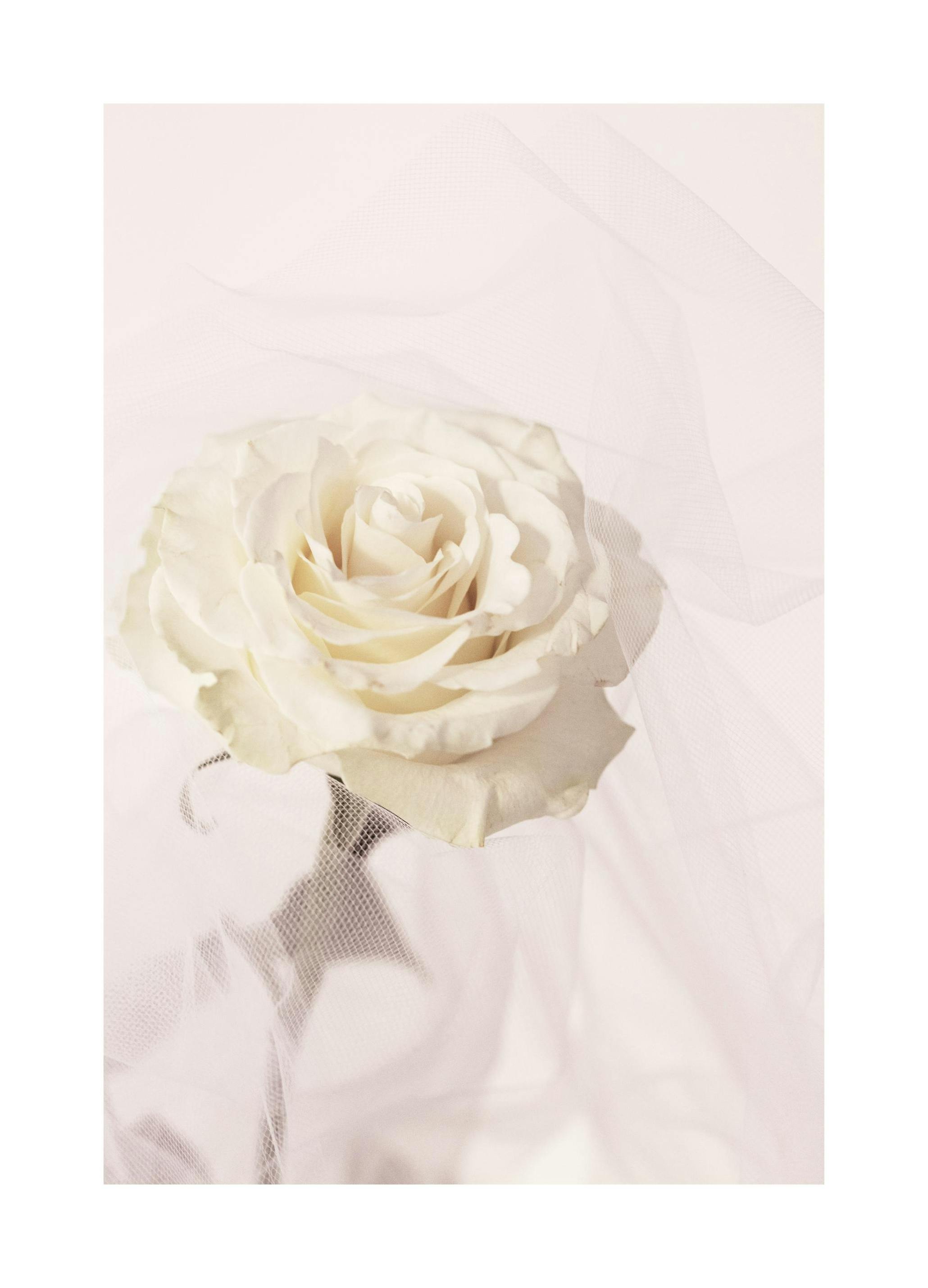 Rose in Mesh Poster (21x30 cm) - Poster Store