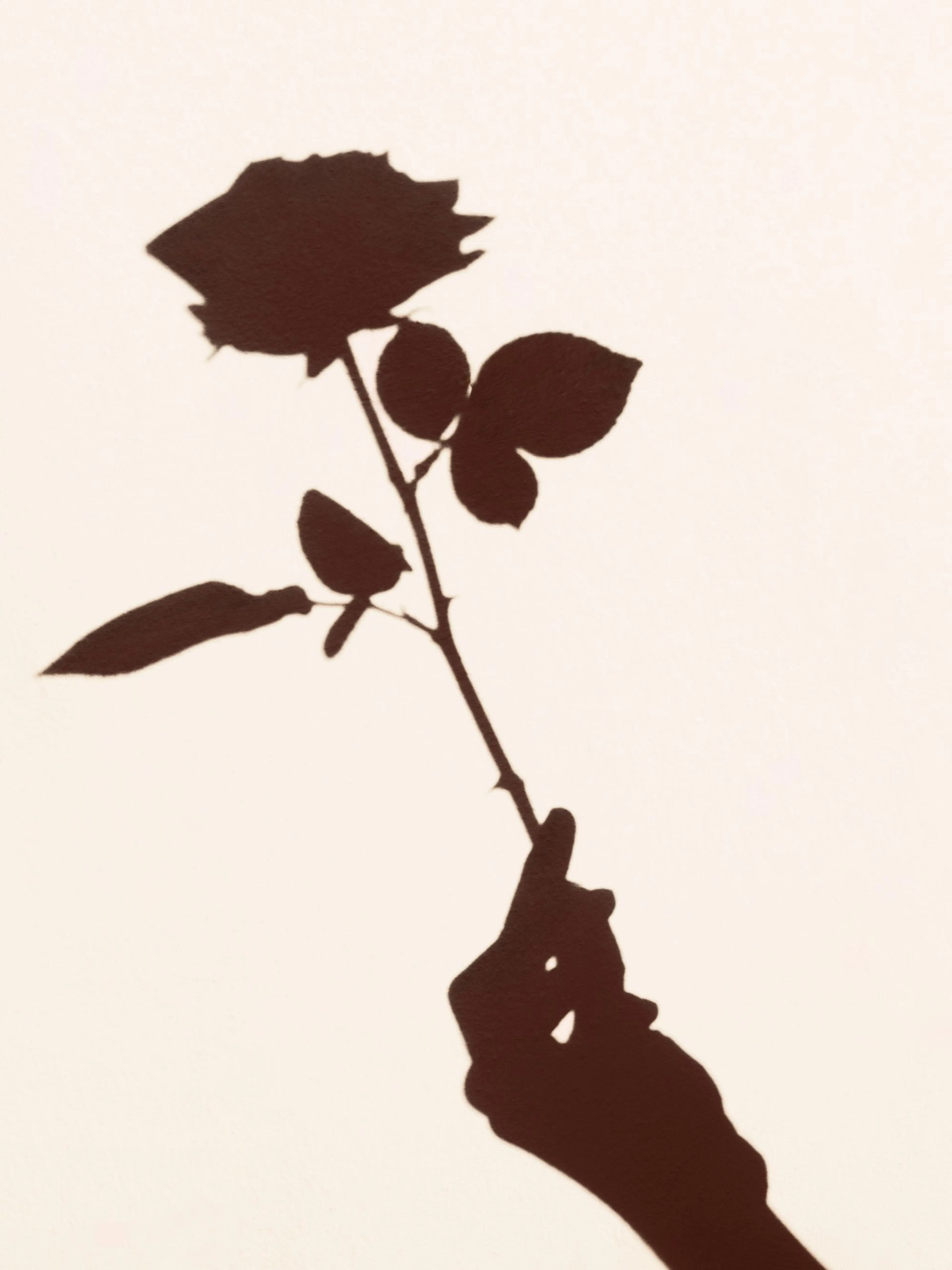 A poster depicting a dark brown shadow of a hand holding a single rose with leaves on a light beige background.